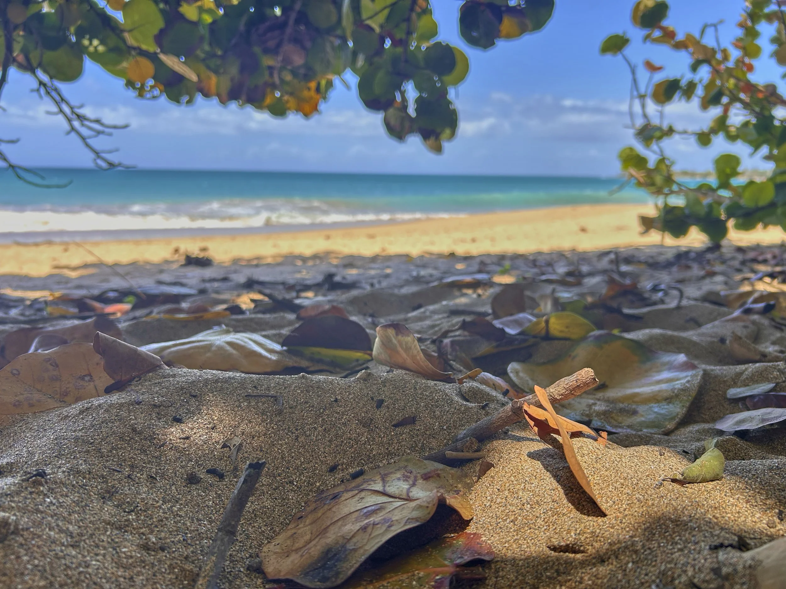 GUADELOUPE  GUADELOUPE  HEIC IMG_9529.jpg