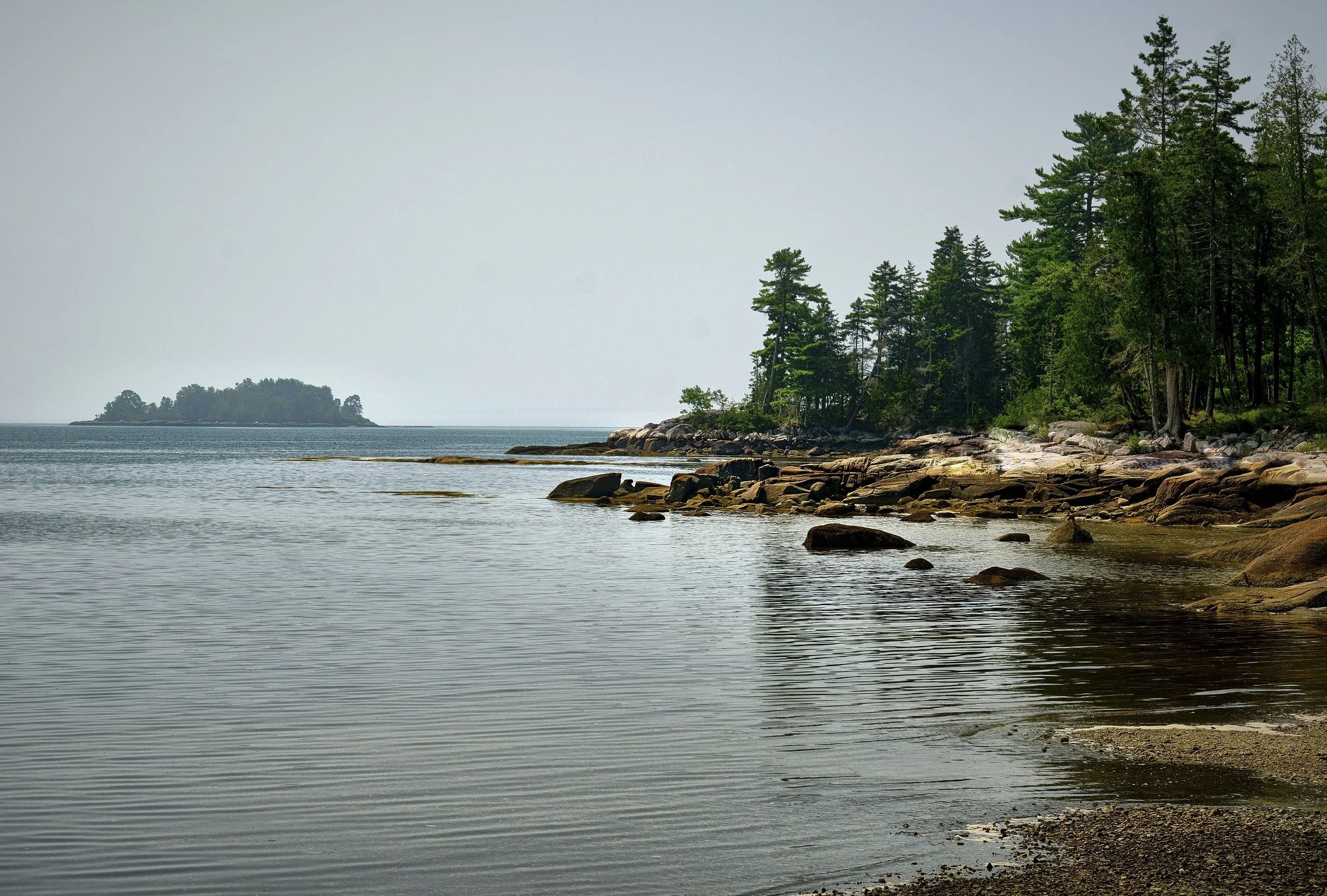 VERMONT  FOGGY TREES 12-08-21  Fujifilm Fujinon XF55-200mmF3.5-4.8 R LM OIS4595.jpg