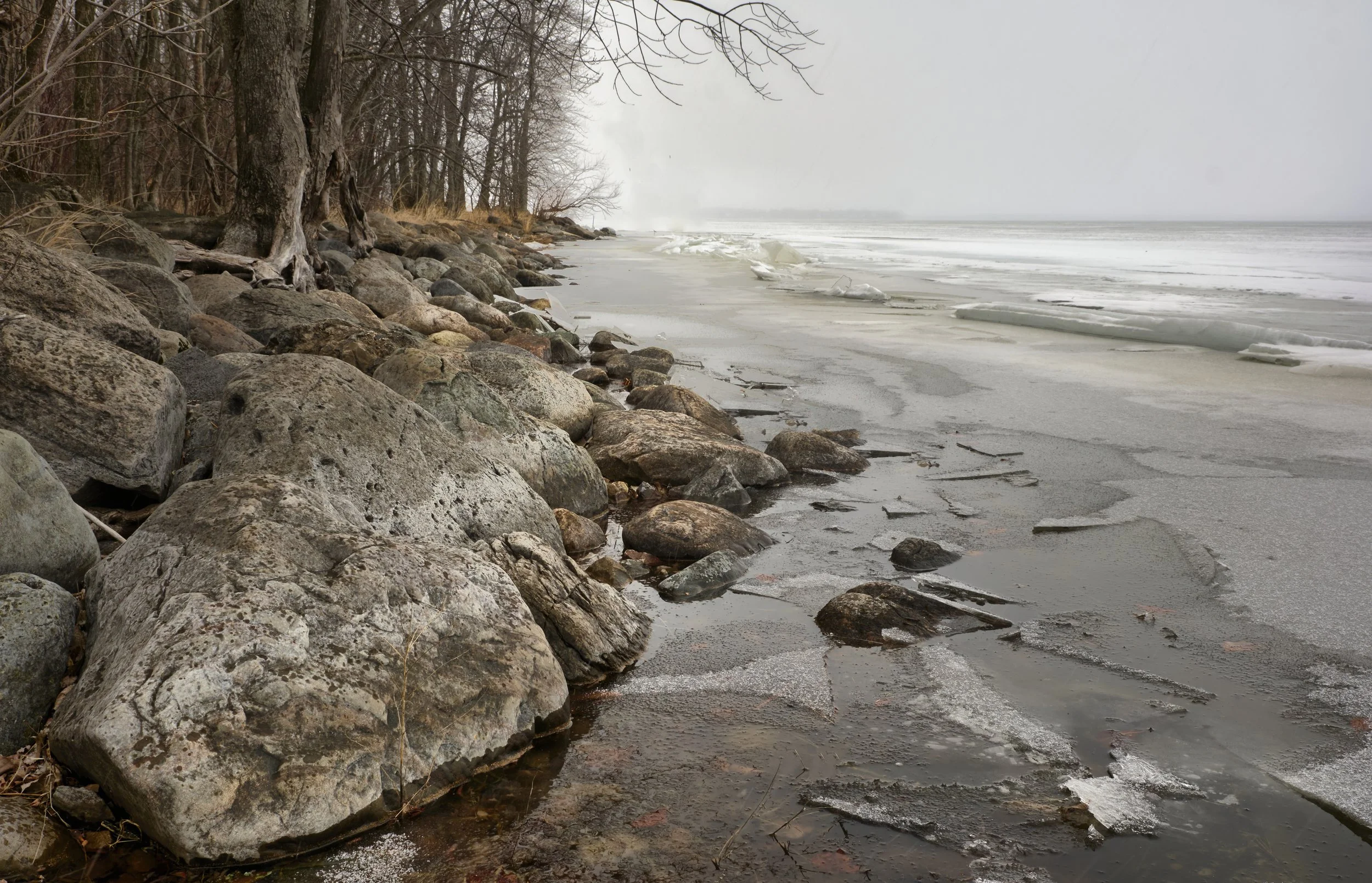 VERMONT  LN CAMEL CHAMP _DSF7935.jpg