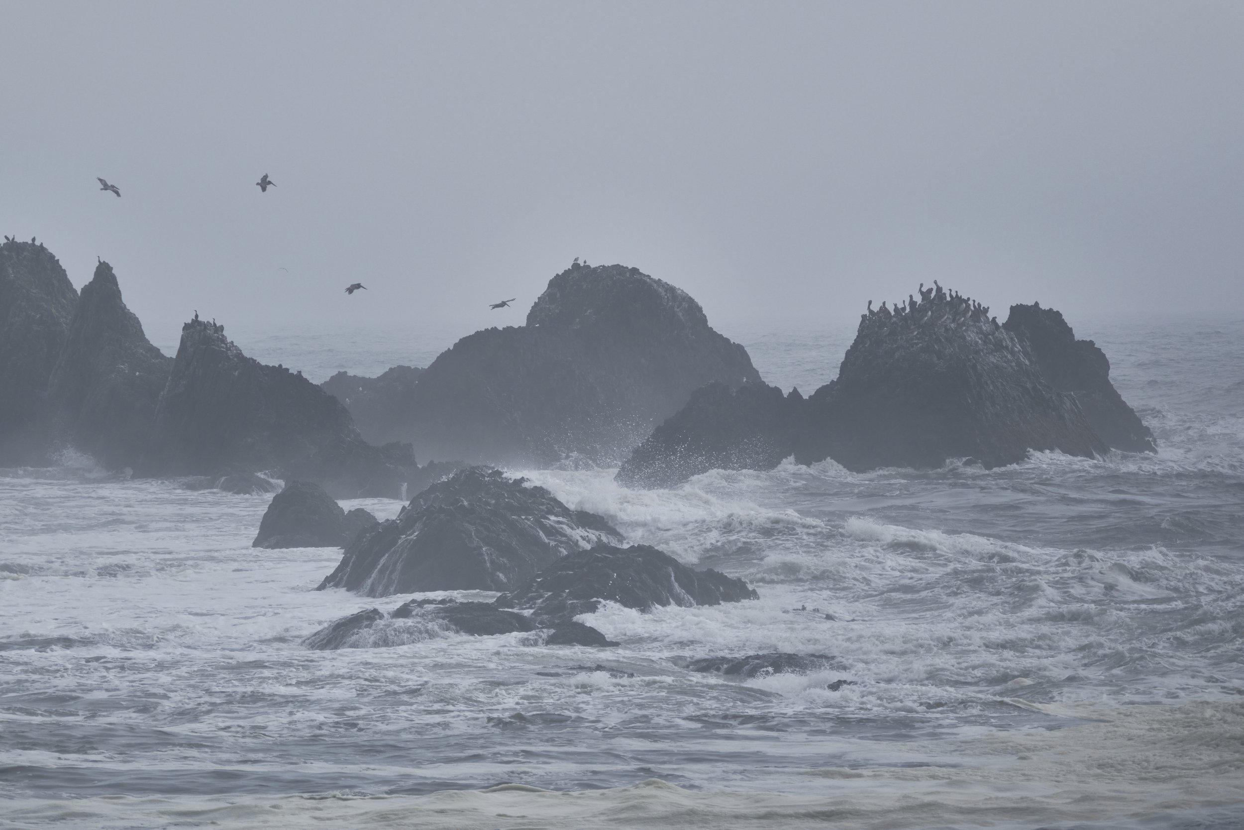 OREGON  COAST  _DSF6323.jpg
