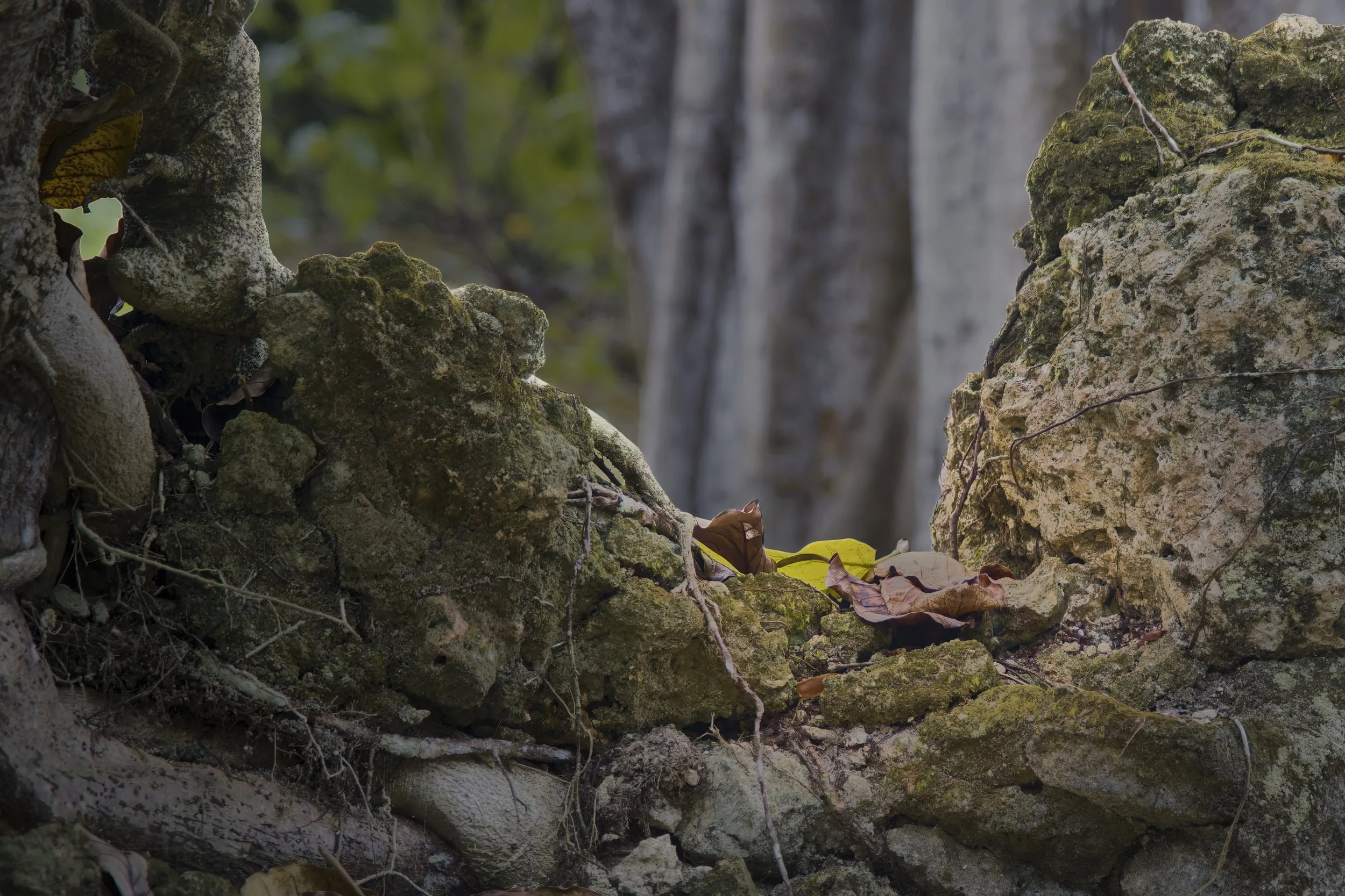 GUADELOUPE  LN GUAD  LEAF2GUADELOUPE  _DSF9708-topaz  04122025 v2-sharpen-denoise-upscale-2x-crop 1.jpg