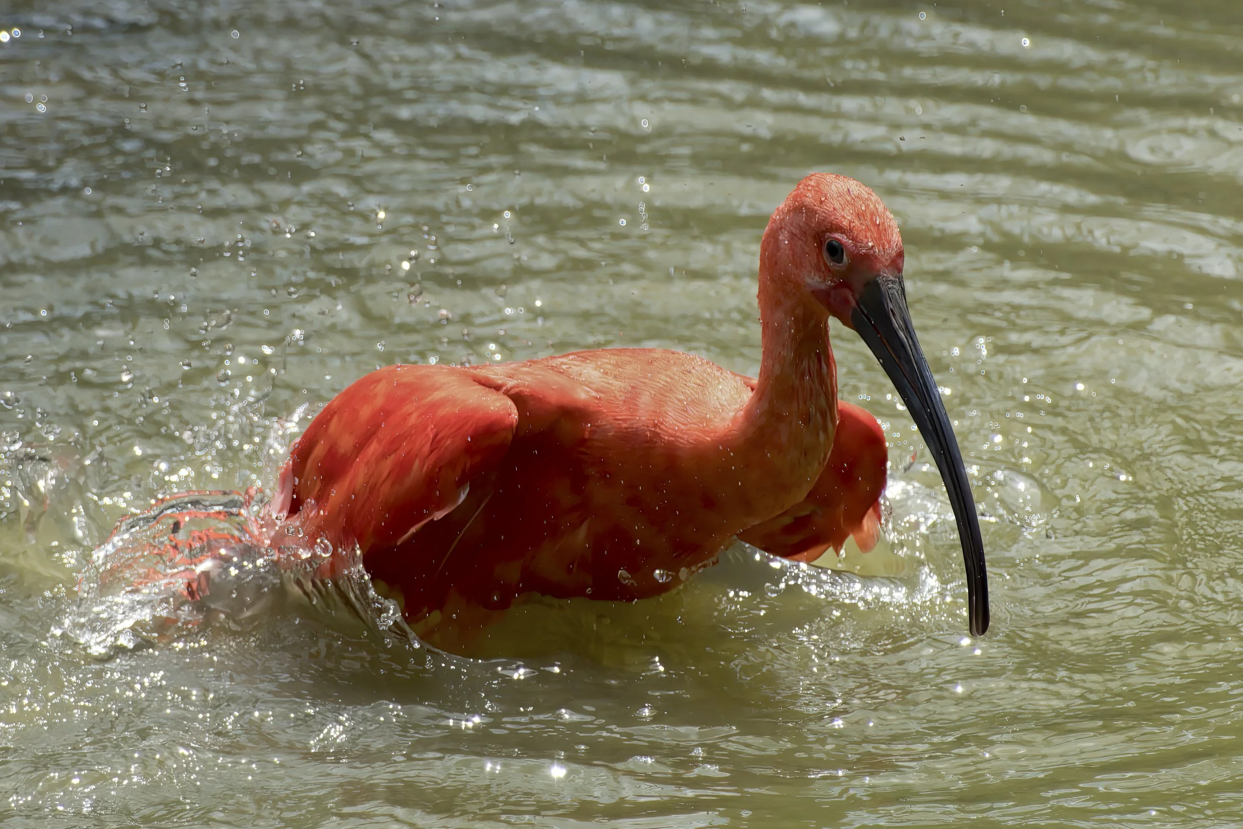 Ibis.  Bathing. 