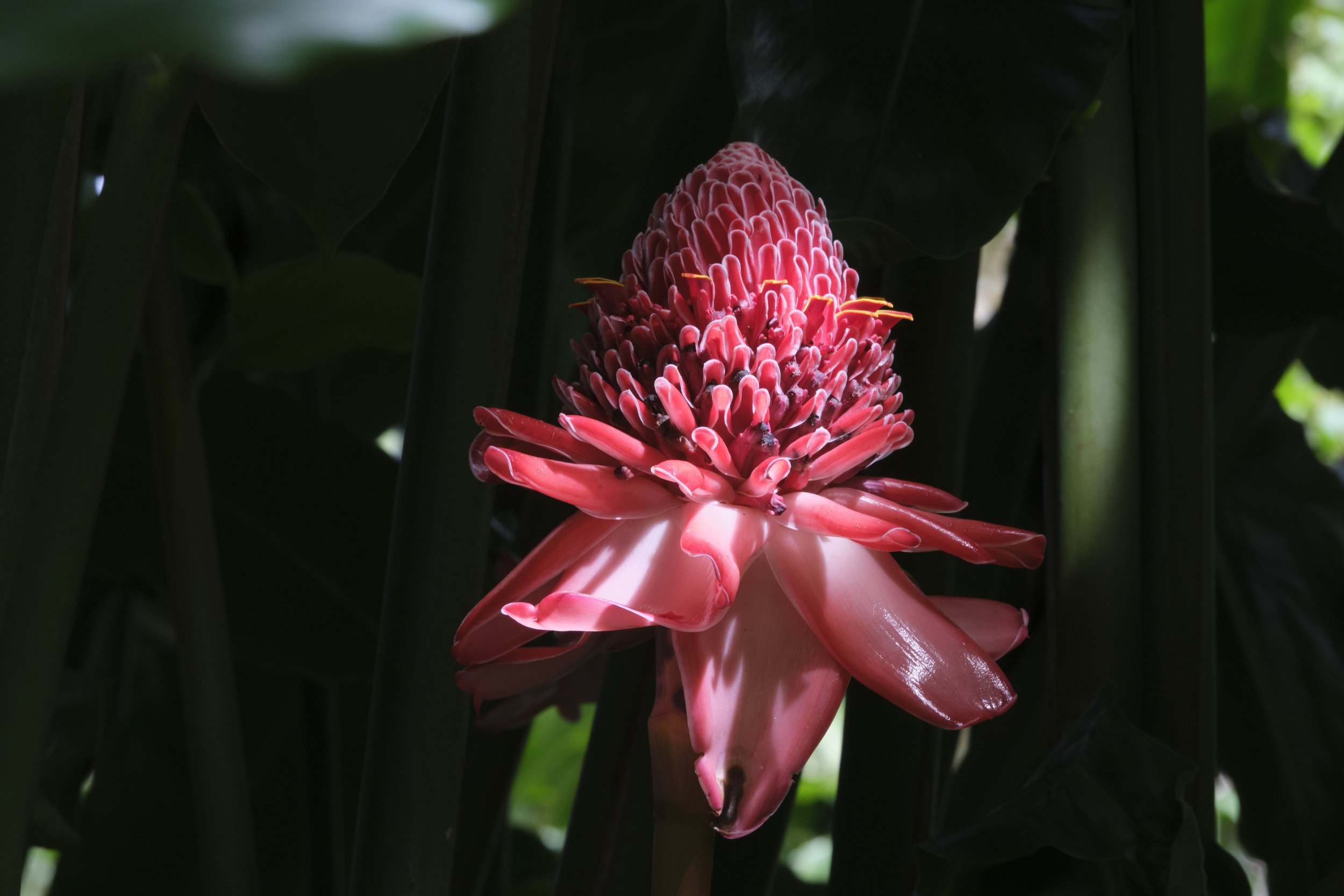 GUADELOUPE  GUADELOUPE  _DSF8850.jpg