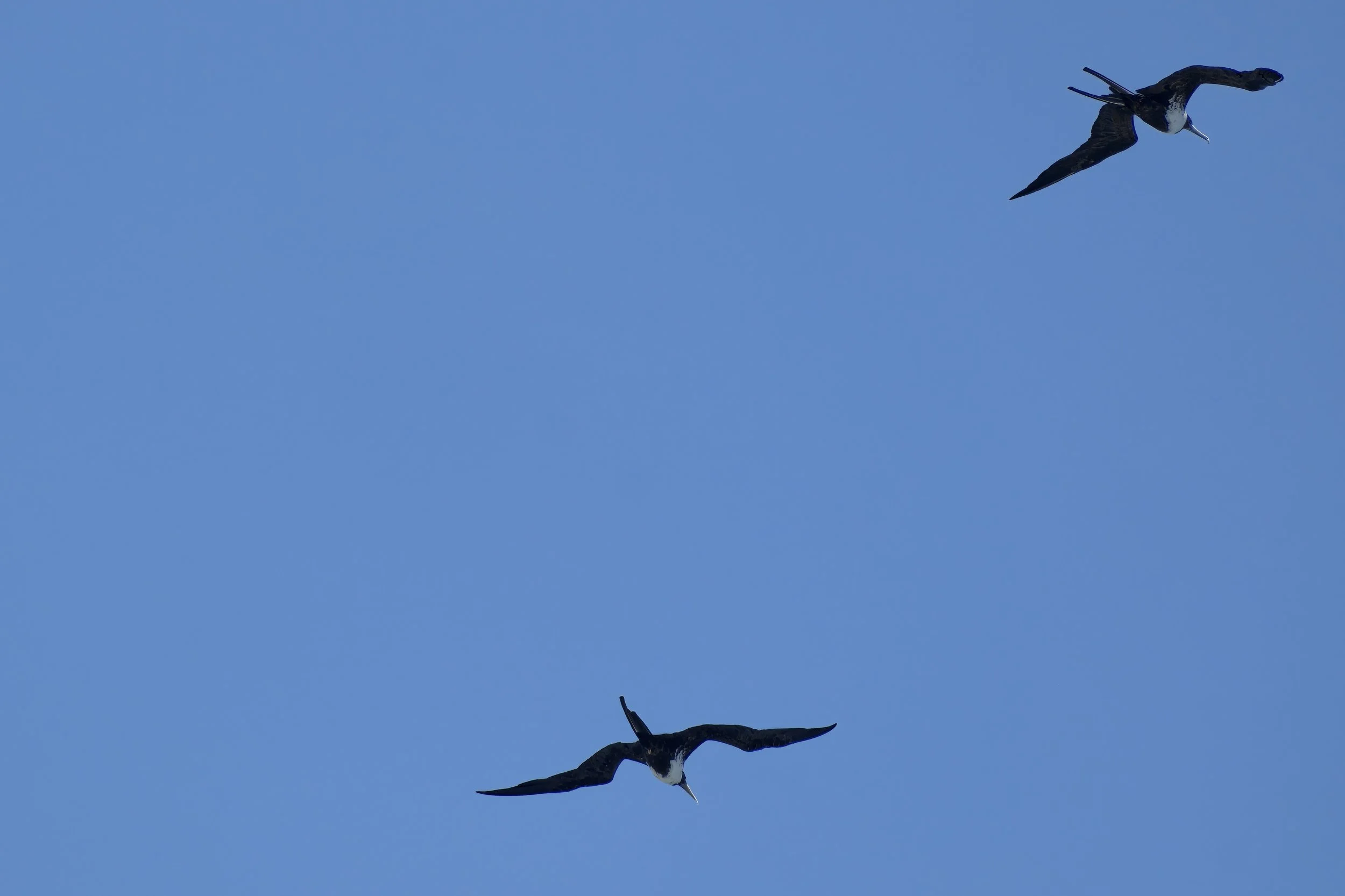 Frigate birds. 
