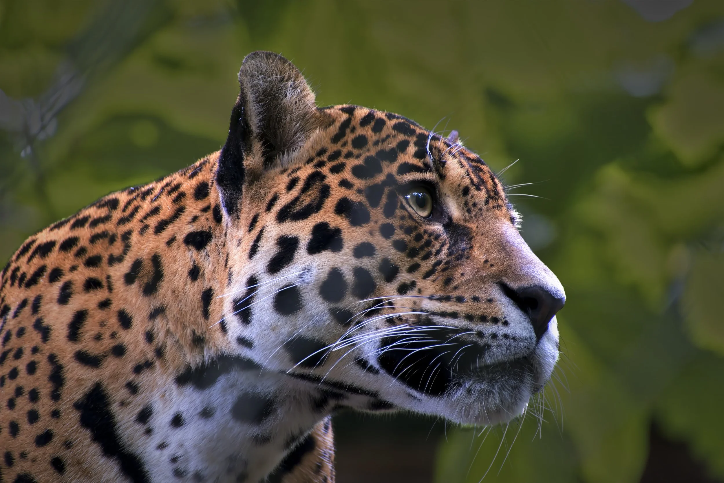 GUADELOUPE  GUAD COUSIN2GUADELOUPE  _DSF8392-topaz  04122025 v2-denoise-sharpen-upscale-2x.jpg