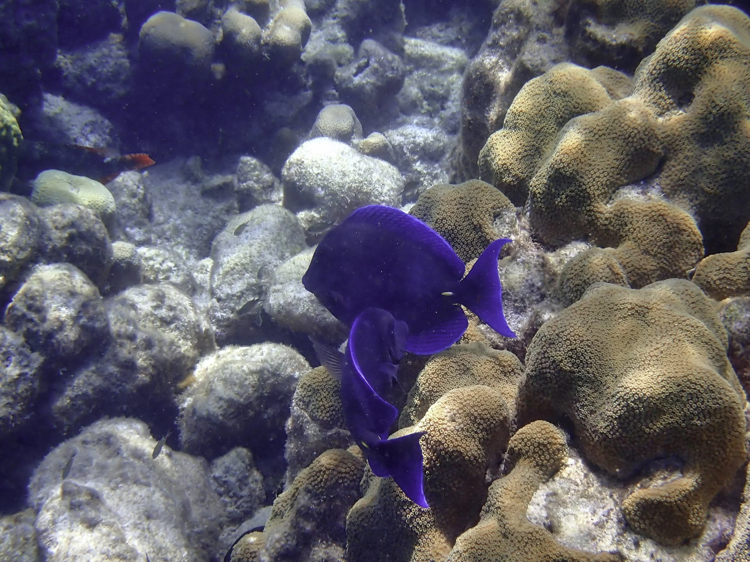 Underwater photography by Wolfgang Ahlmer (one or two photos may be mine).  

CLICK PHOTO for link to his worldwide observations. 