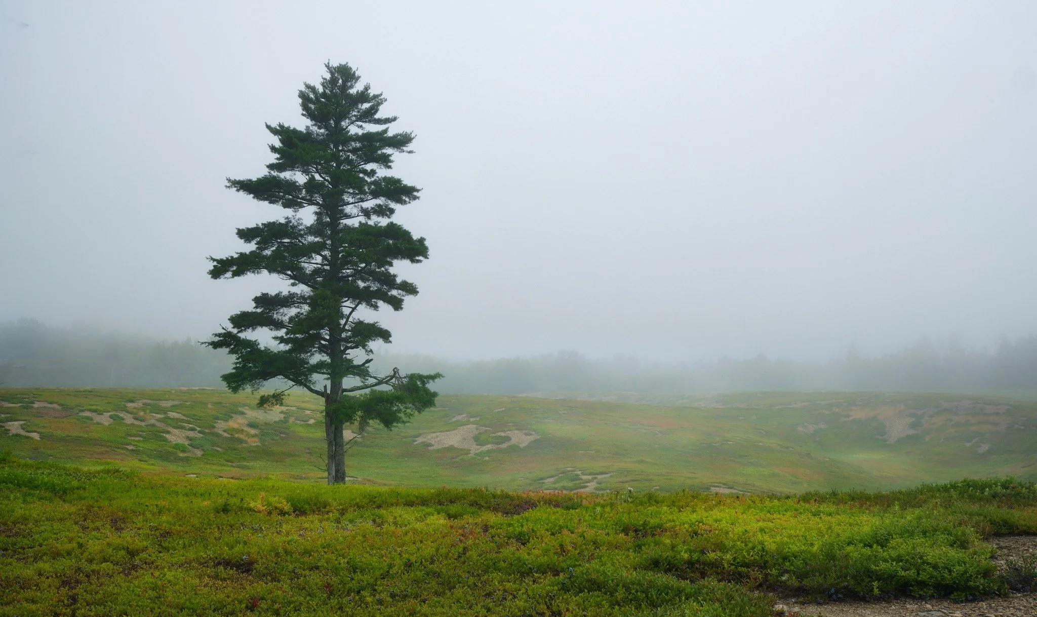 FOGGY TREES 12-08-21  Fujifilm Fujinon XF18-55mmF2.8-4 R LM OIS4340.jpeg