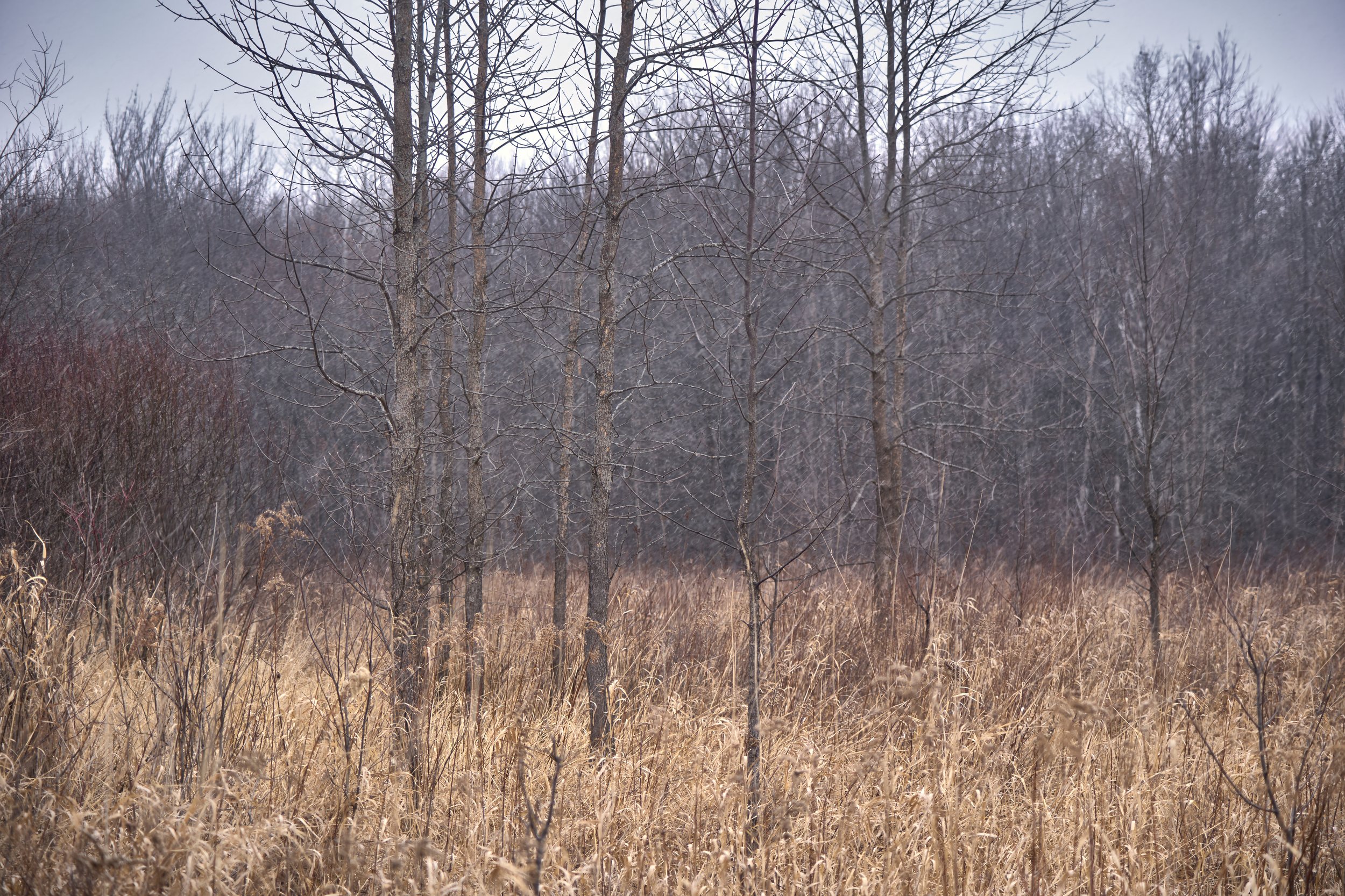 VERMONT  LN CAMEL CHAMP _DSF7960.jpg