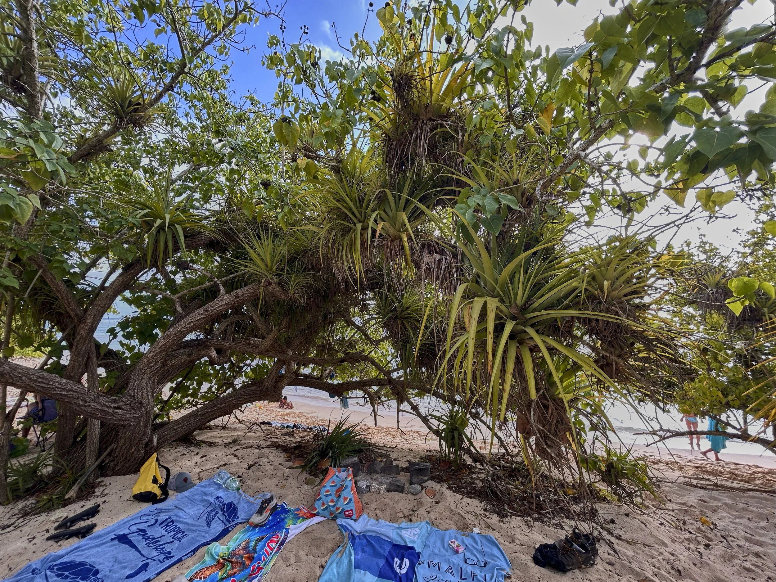 GUADELOUPE  GUADELOUPE  HEIC IMG_9456.jpg