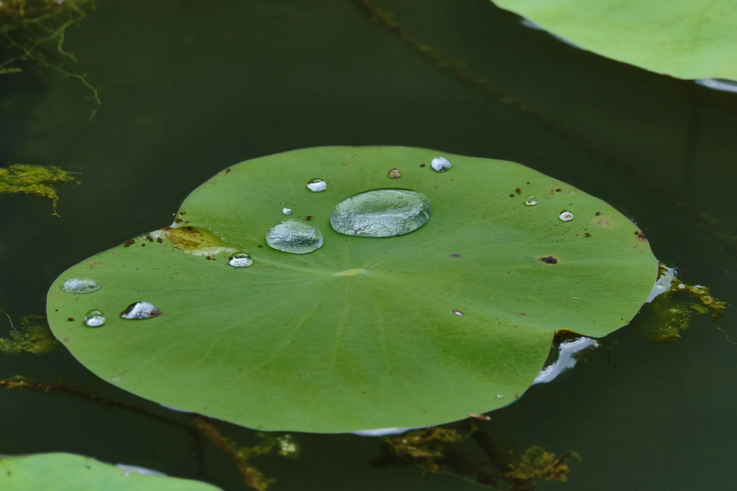 GUADELOUPE  GUADELOUPE  _DSF8778.jpg