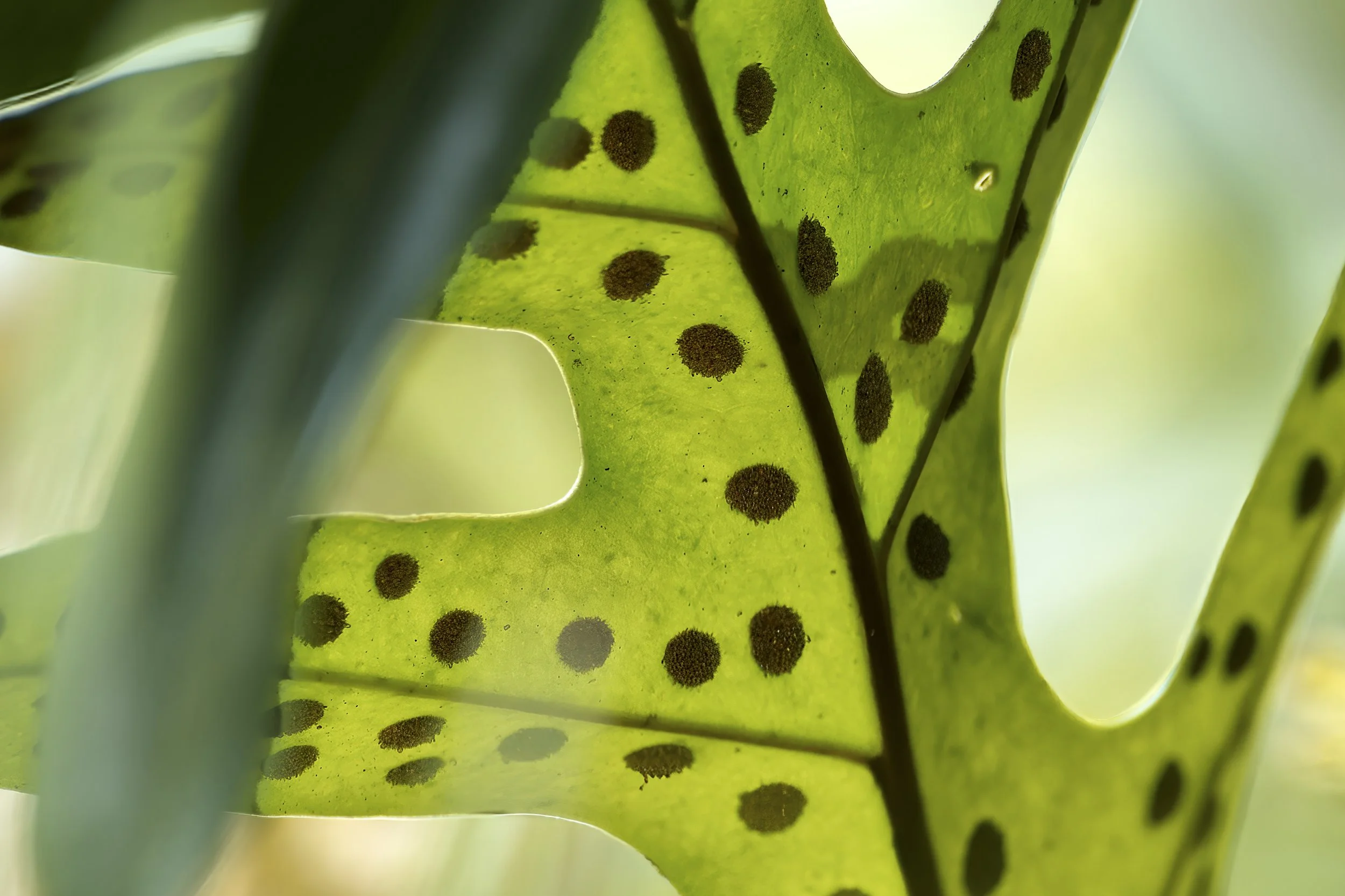 GUADELOUPE  GUAD FERNGUADELOUPE  _DSF8609-topaz  04122025 v2-sharpen-upscale-2x-crop.jpg