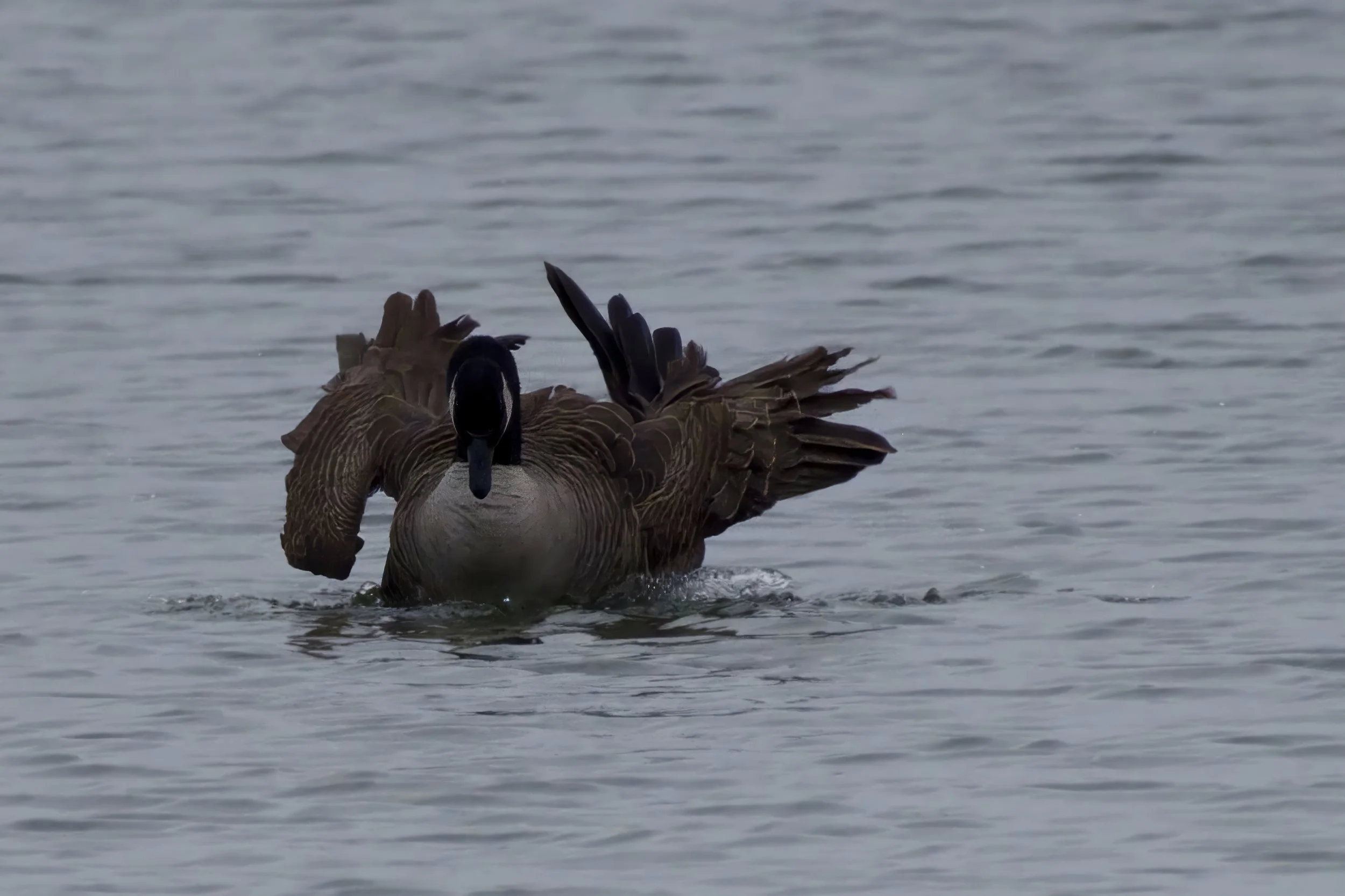 VERMONT  CHAMP ISLES BIRDS CHAMP ISLES  _DSF9965-topaz  04122025 v2-sharpen-denoise-upscale-2x-crop.jpg