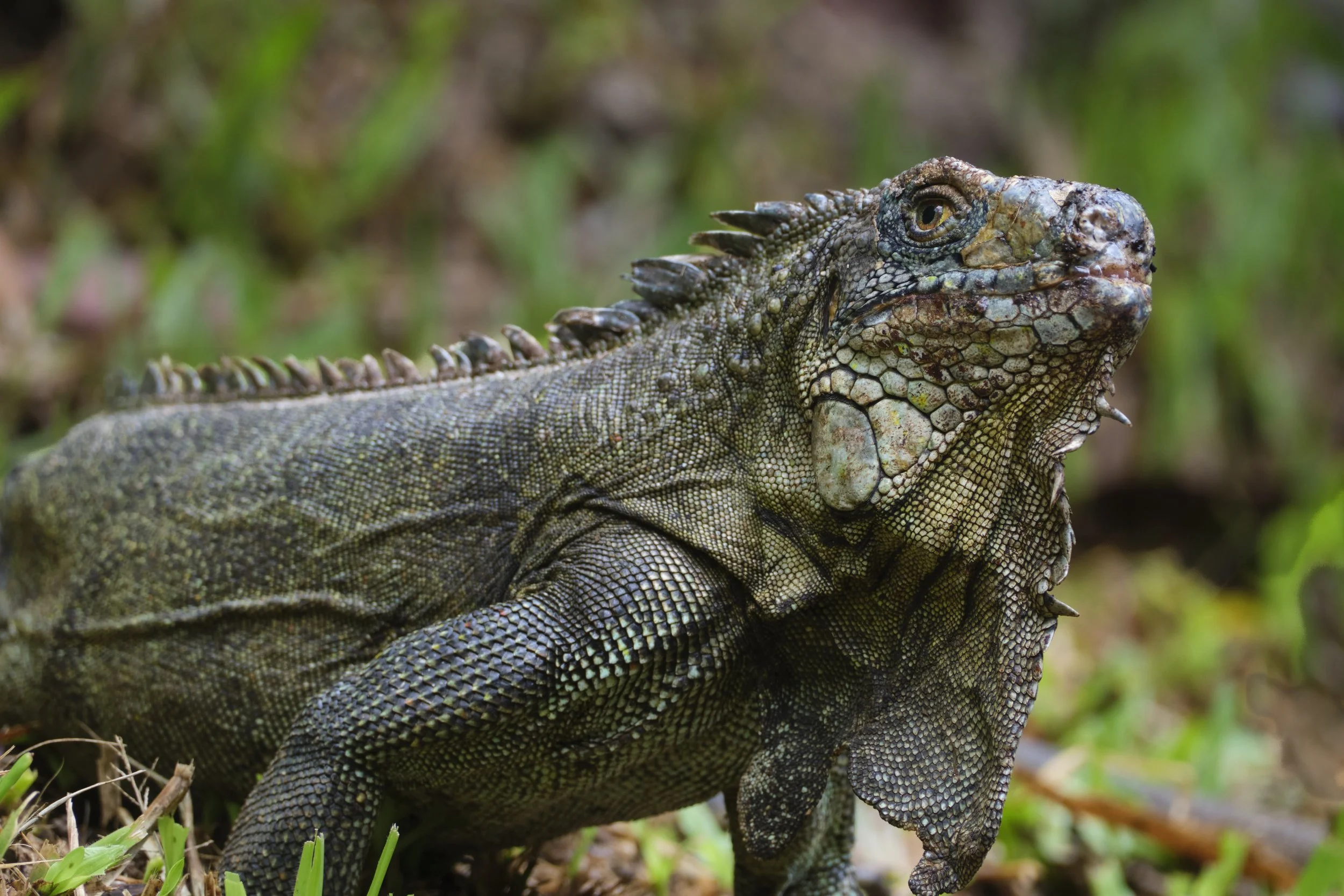 GUADELOUPE  GUADELOUPE  _DSF8294.jpg