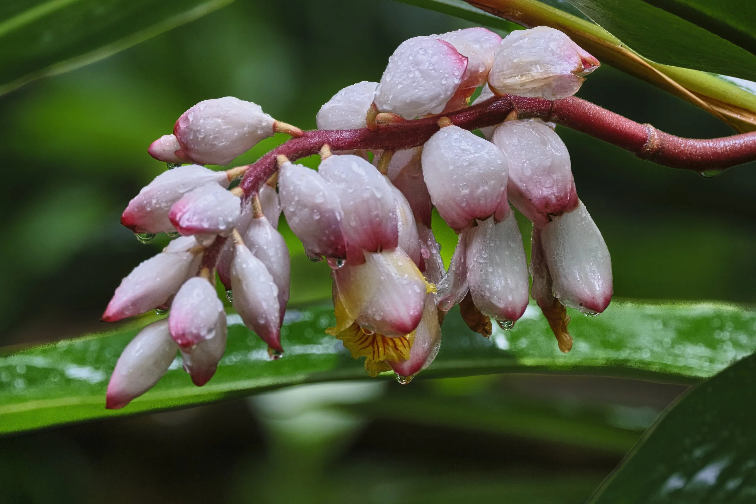 GUADELOUPE  LN GUADELOUPE  _DSF8362.jpg