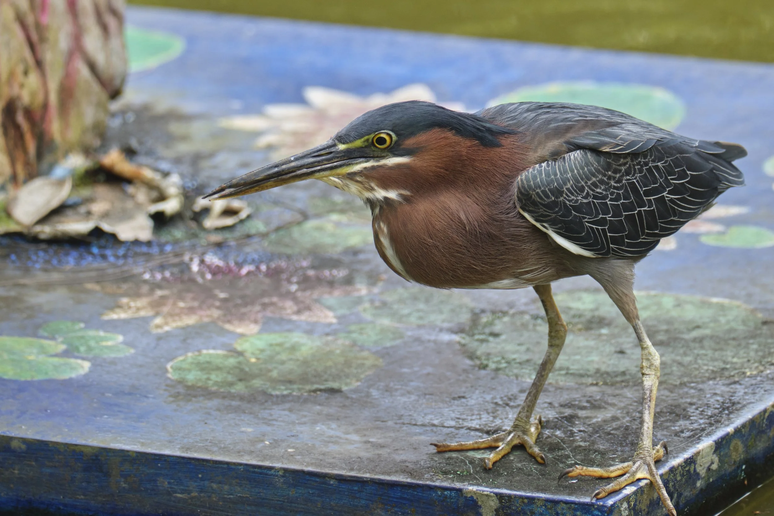 GUADELOUPE  GUADELOUPE  DSCF8622.jpg