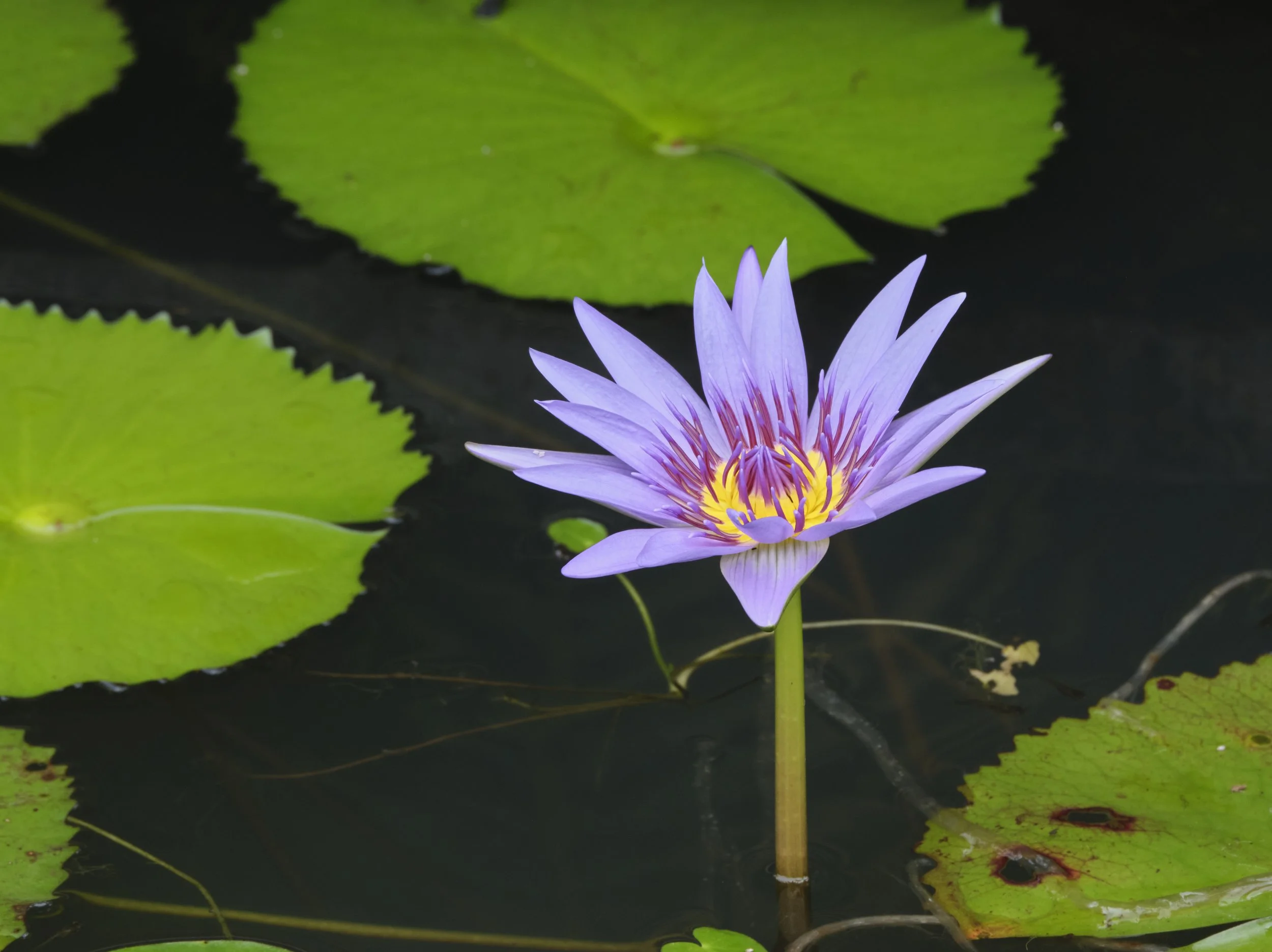 GUADELOUPE  GUADELOUPE  _DSF8546.jpg