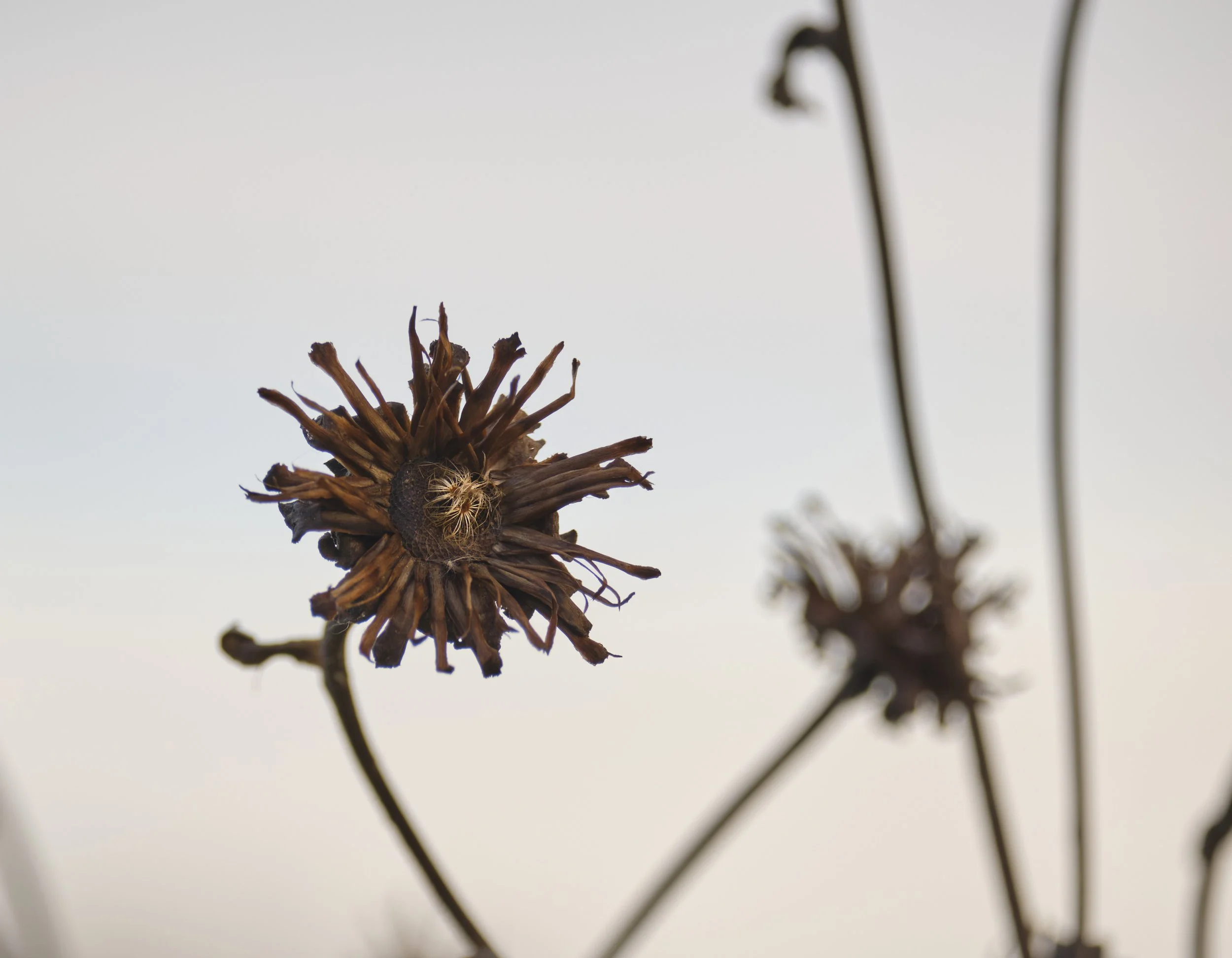 VERMONT  NEST  04-12-22 Fujifilm Fujinon XF55-200mmF3.5-4.8 R LM OIS11188.jpg