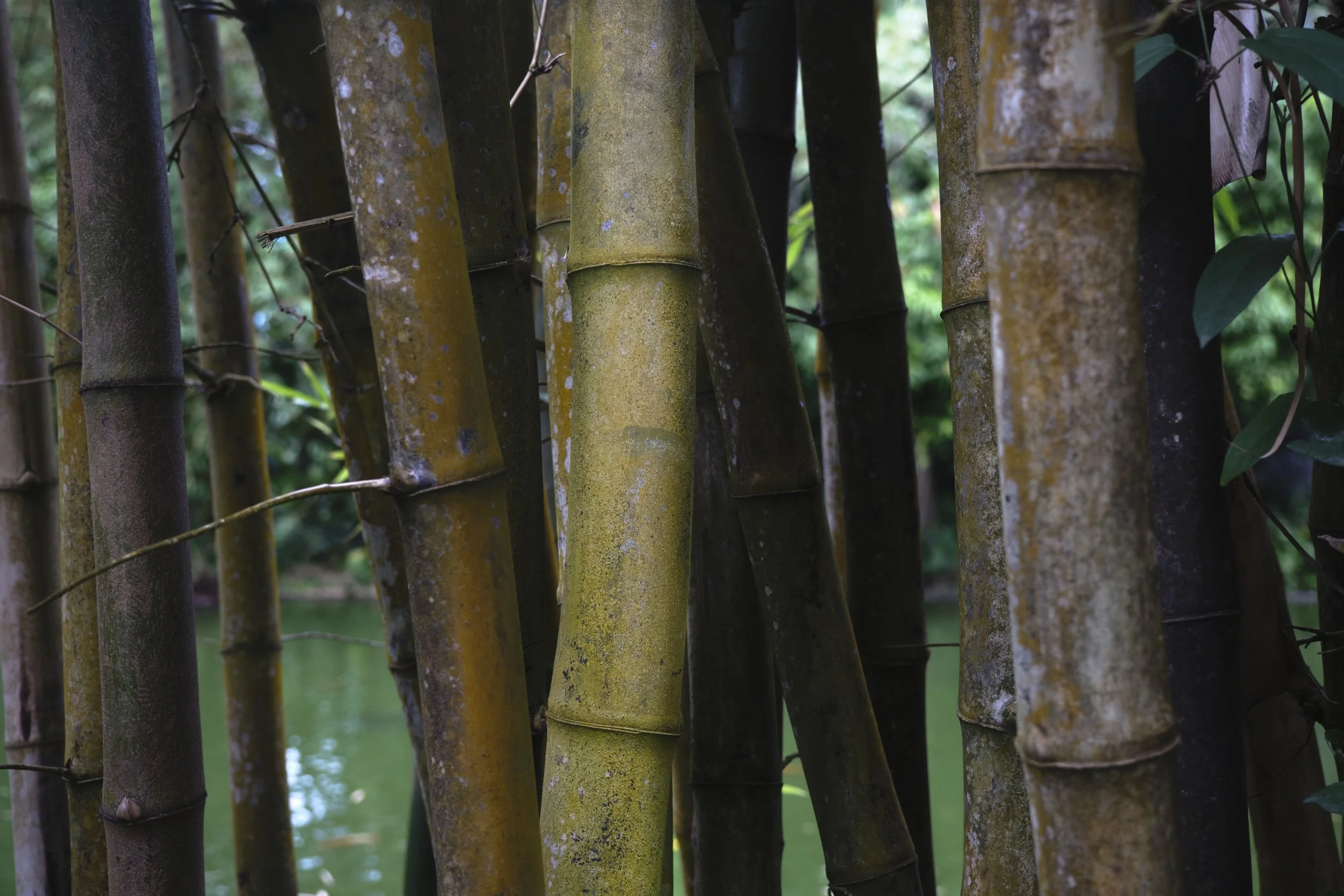 GUADELOUPE  GUADELOUPE  _DSF8396.jpg