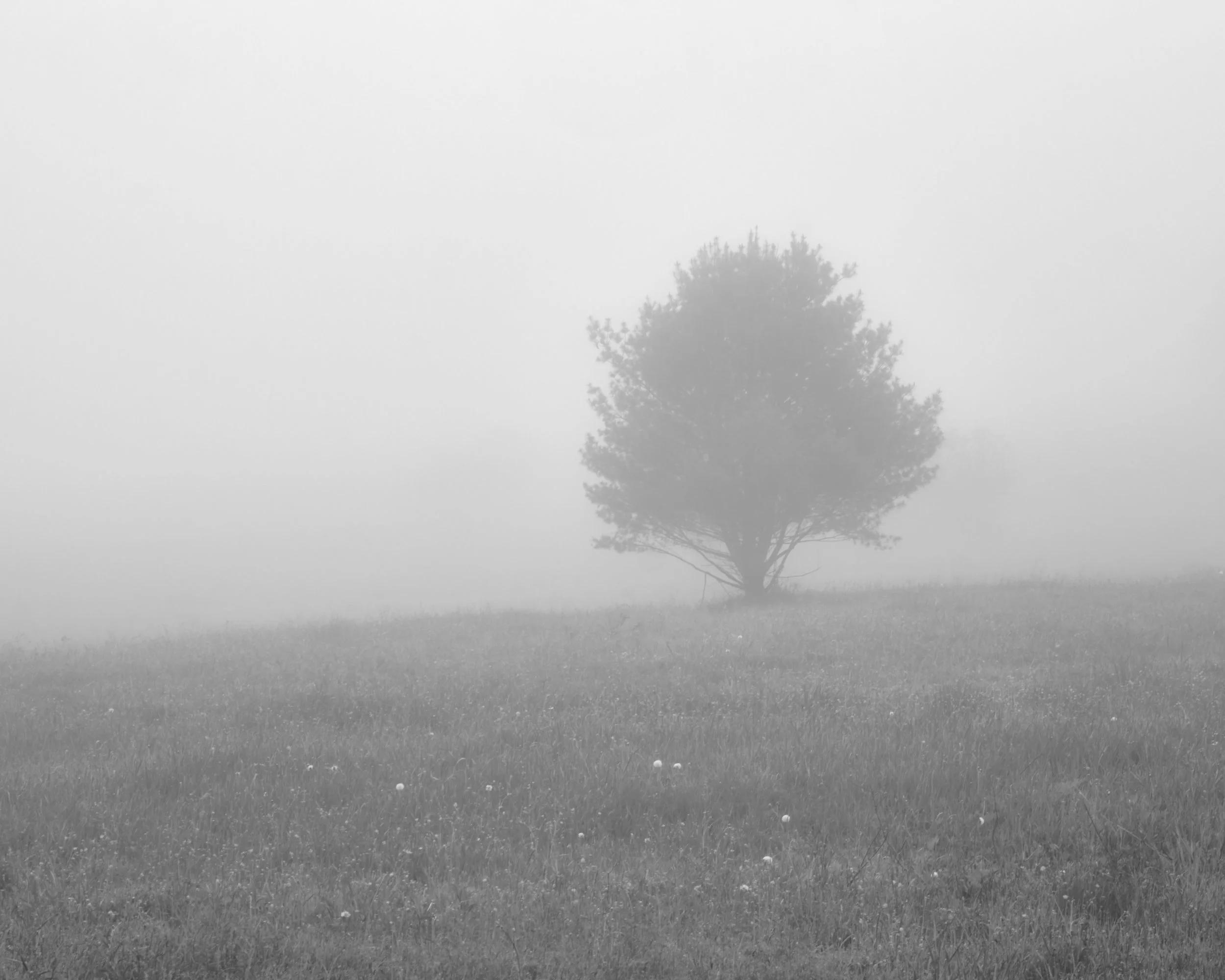 KB SPRING FOG IG POST    LN WRIGHTVILLE  31-05-26SXF16-80mmF4 R OIS WR 1153.jpg