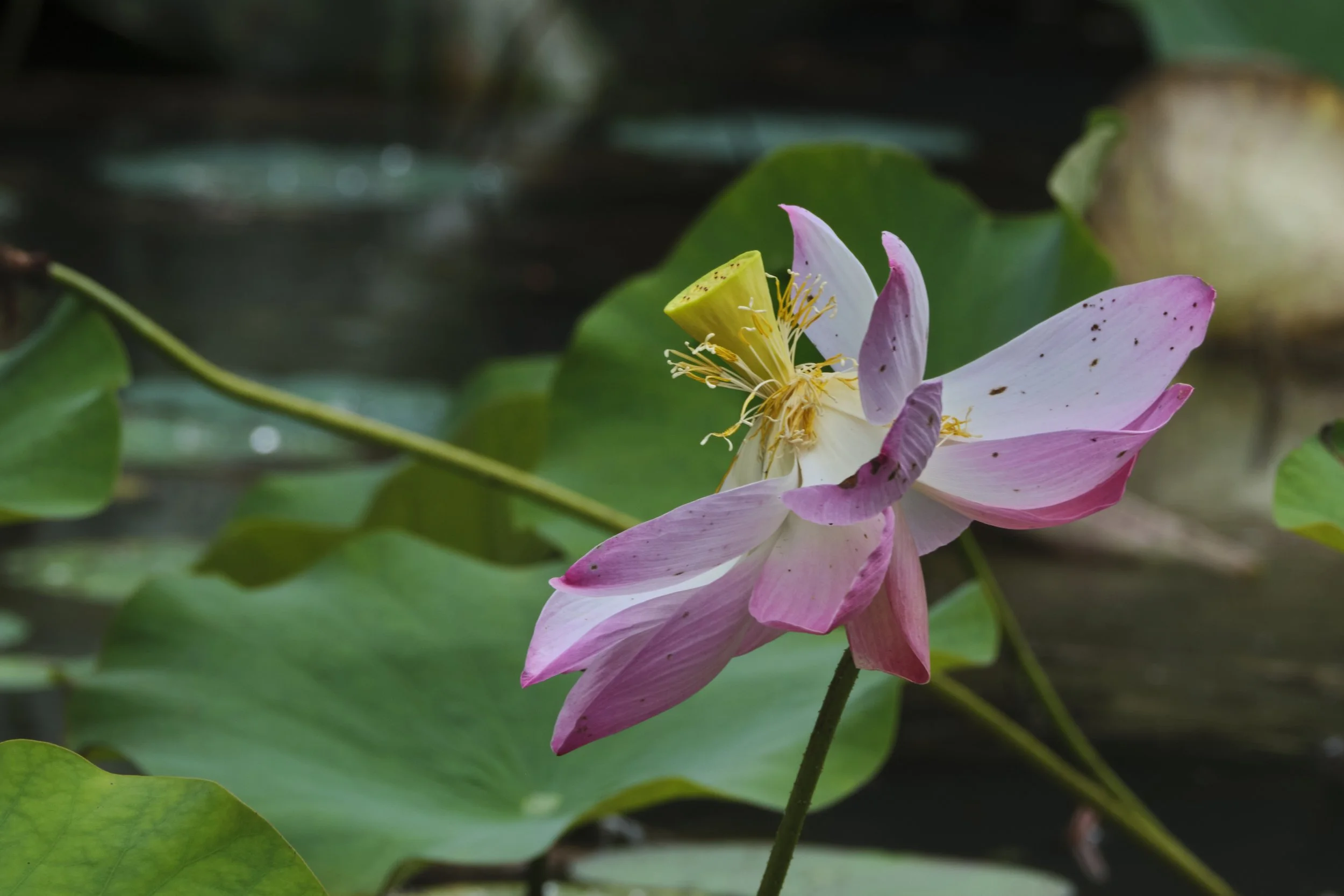 GUADELOUPE  GUADELOUPE  _DSF8765.jpg