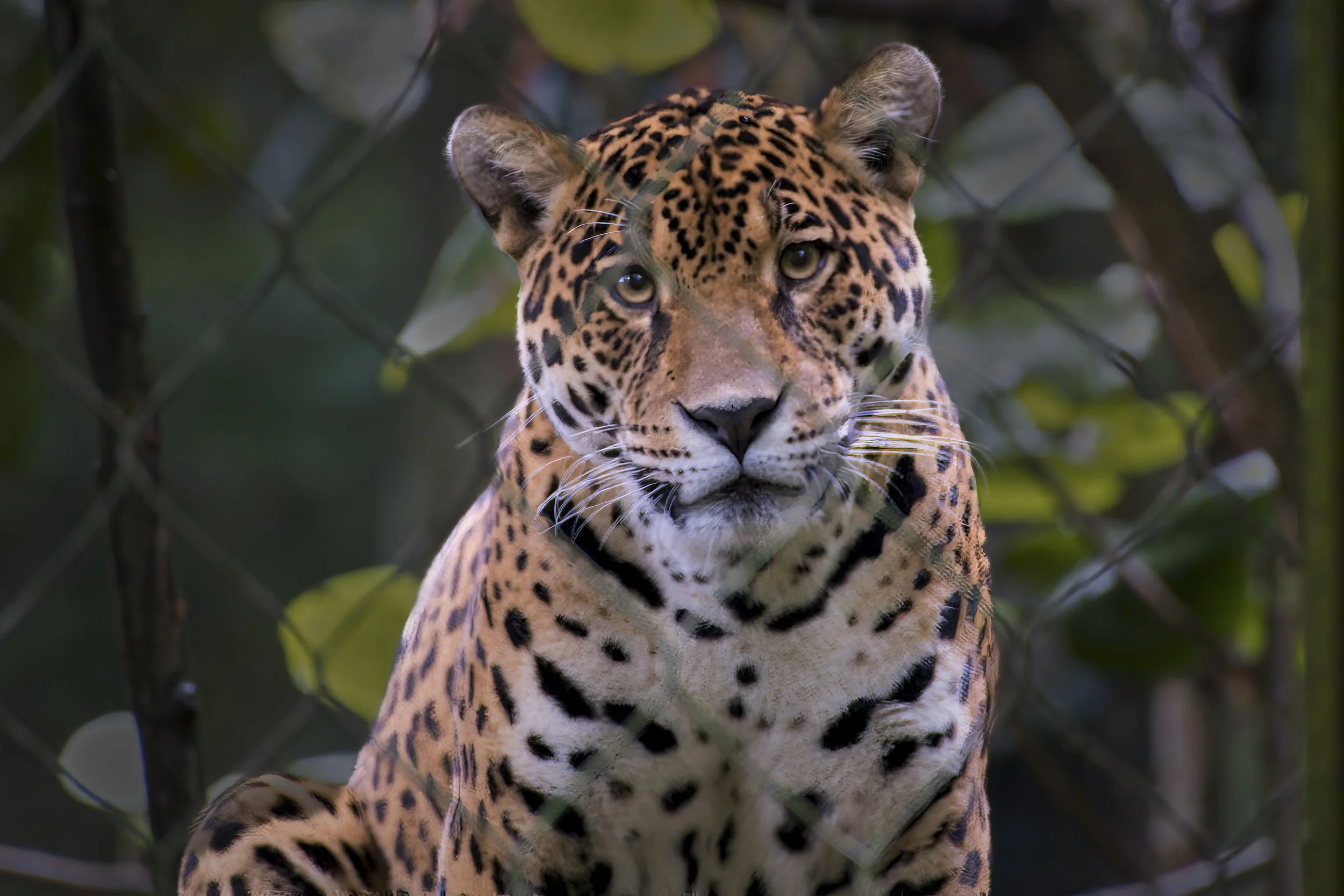 GUADELOUPE  GUAD COUSINGUADELOUPE  _DSF8385-topaz  04122025 v2-denoise-sharpen-upscale-2x.jpg