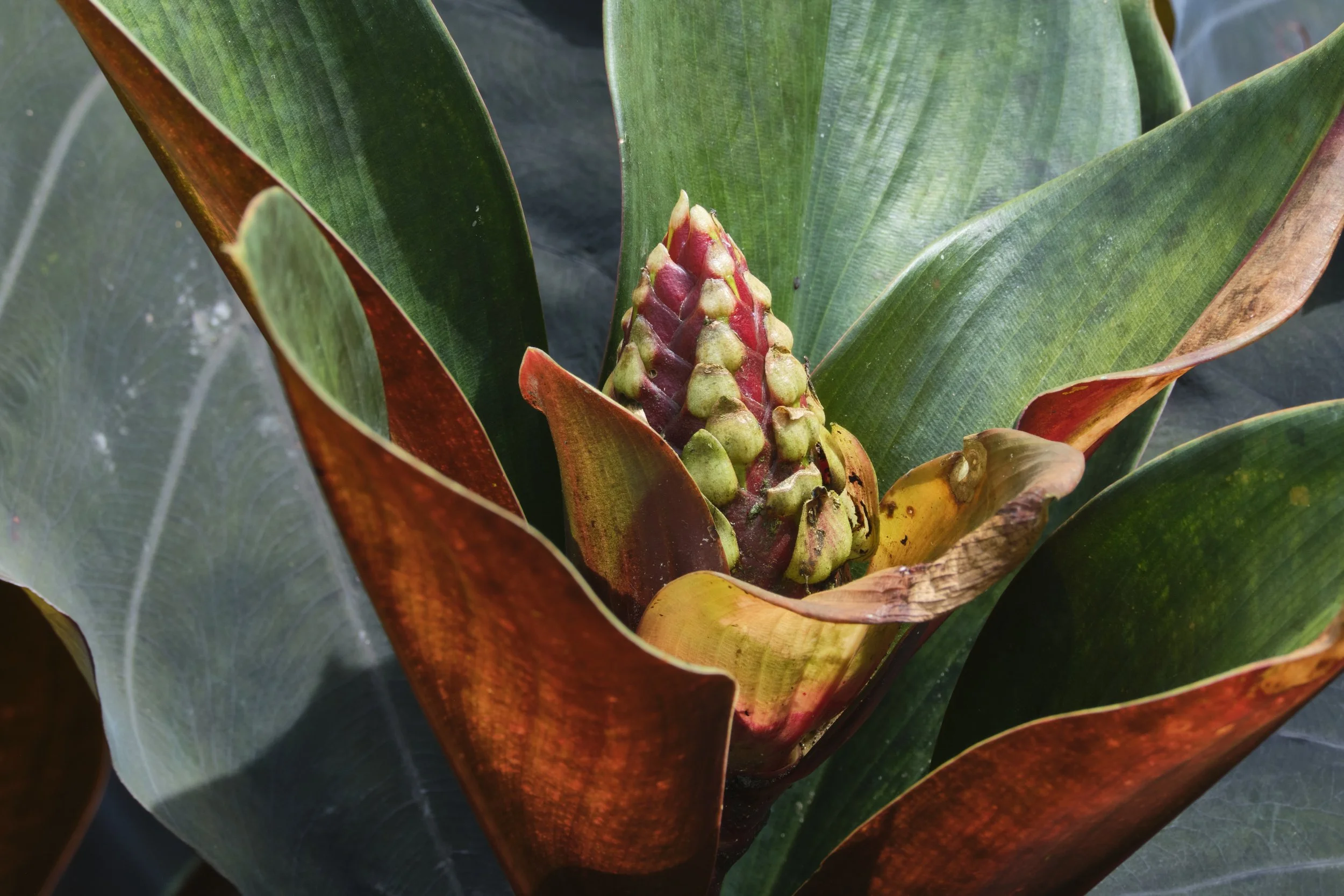 GUADELOUPE  GUADELOUPE  _DSF8816.jpg