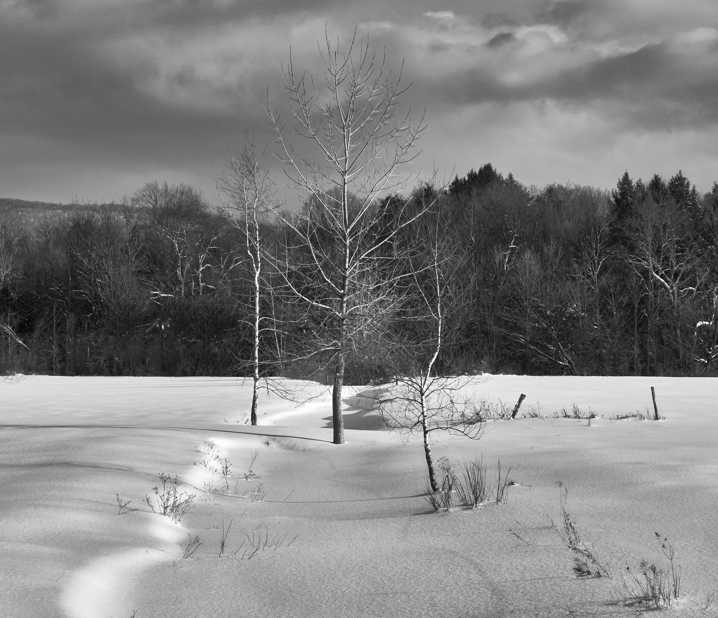 VERMONT  LN TREE UNDERHILL DSCF7635.jpg