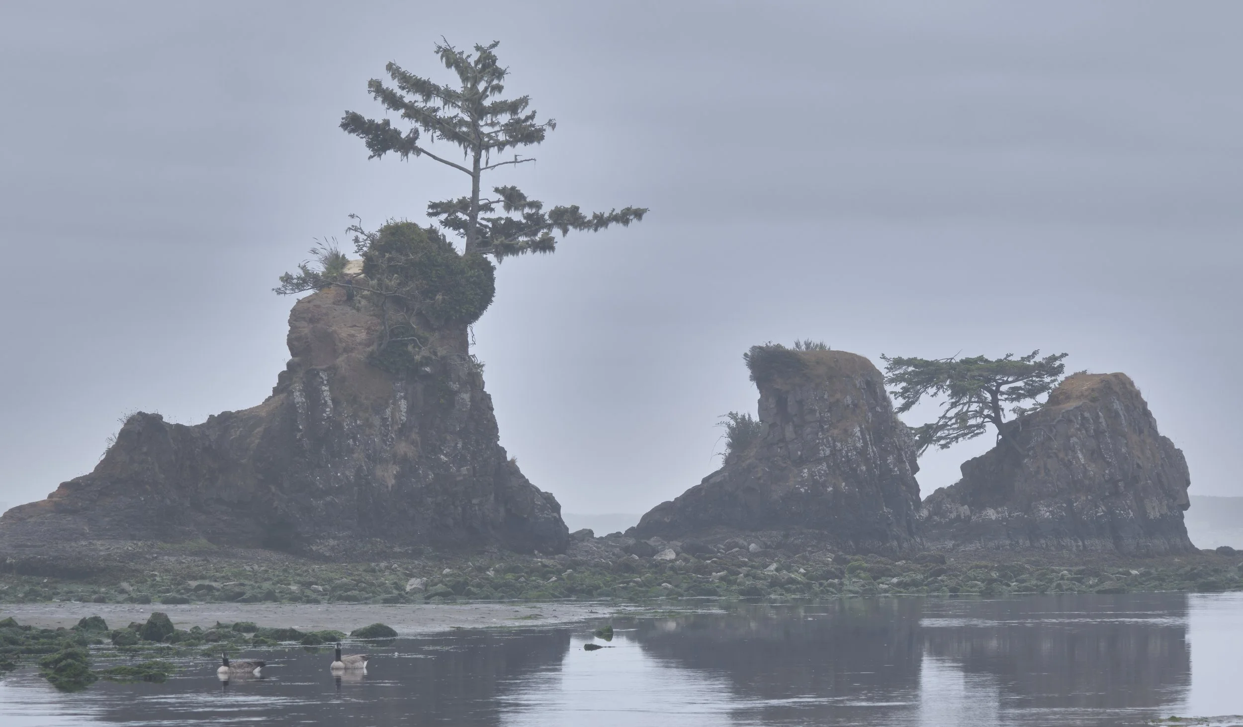 OREGON  COAST  _DSF6338.jpg