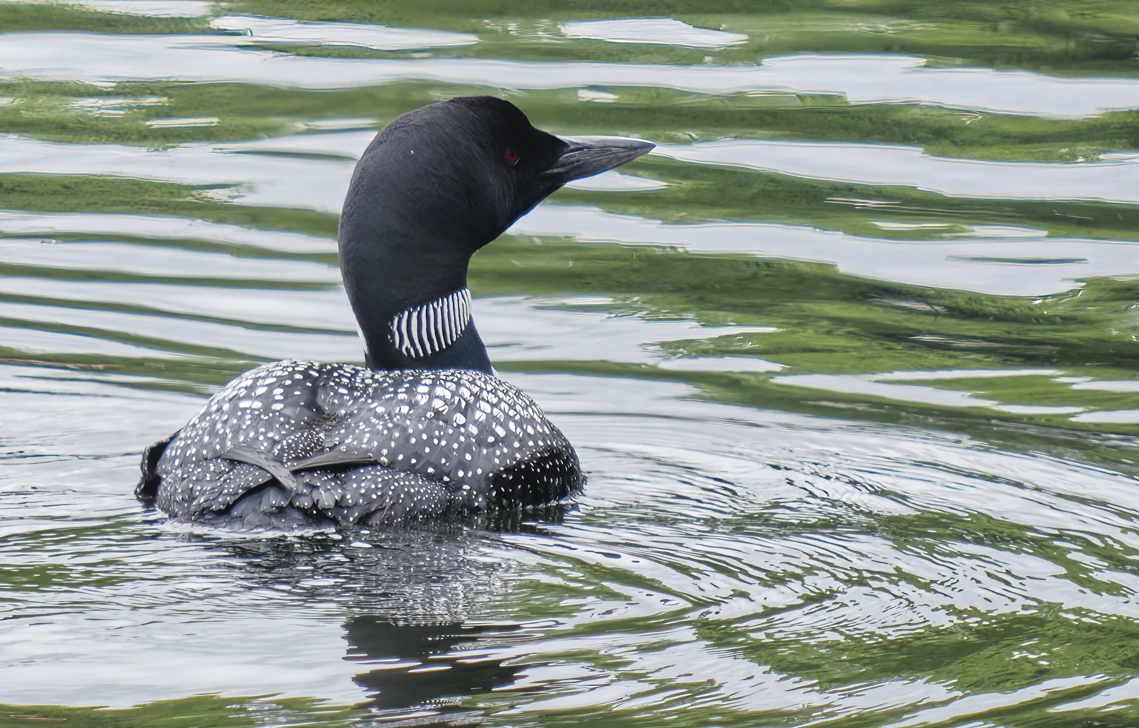 VERMONT  LOONS17-08-23Fujifilm Fujinon XF55-200mmF3.5-4.8 R LM OIS 17329.jpg
