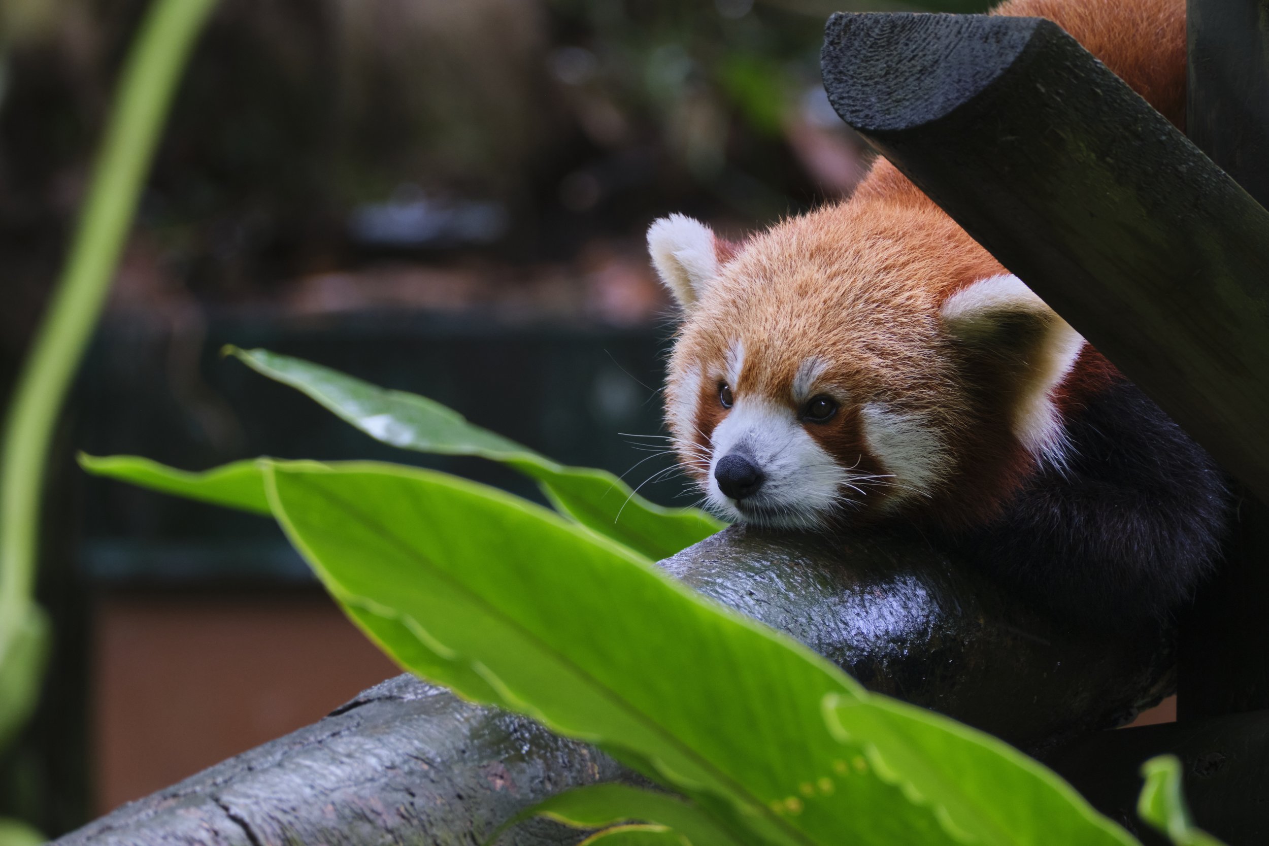 GUADELOUPE  GUADELOUPE  _DSF8366.jpg