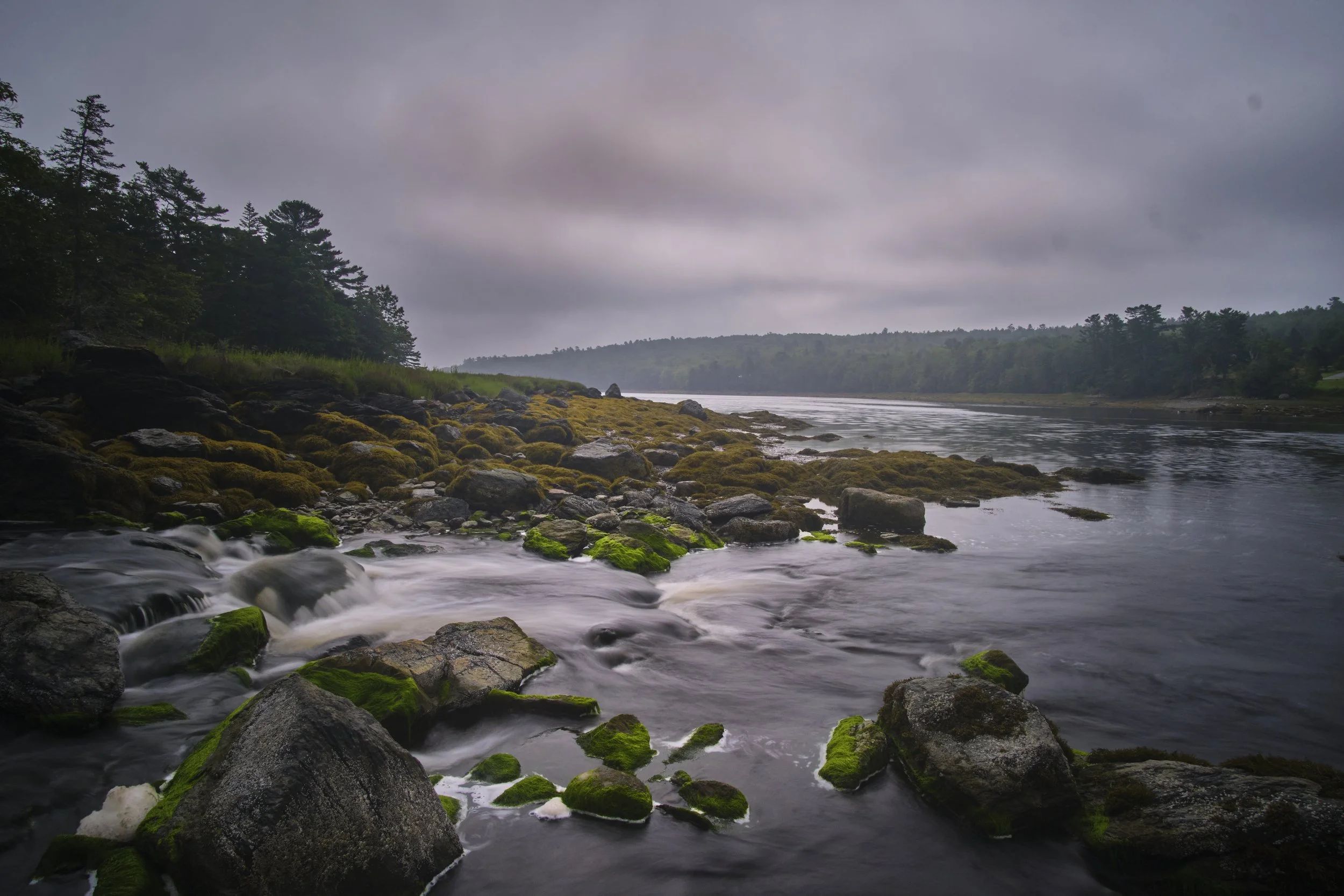 VERMONT  FOGGY TREES 12-08-21  21 mm f---4389.jpg
