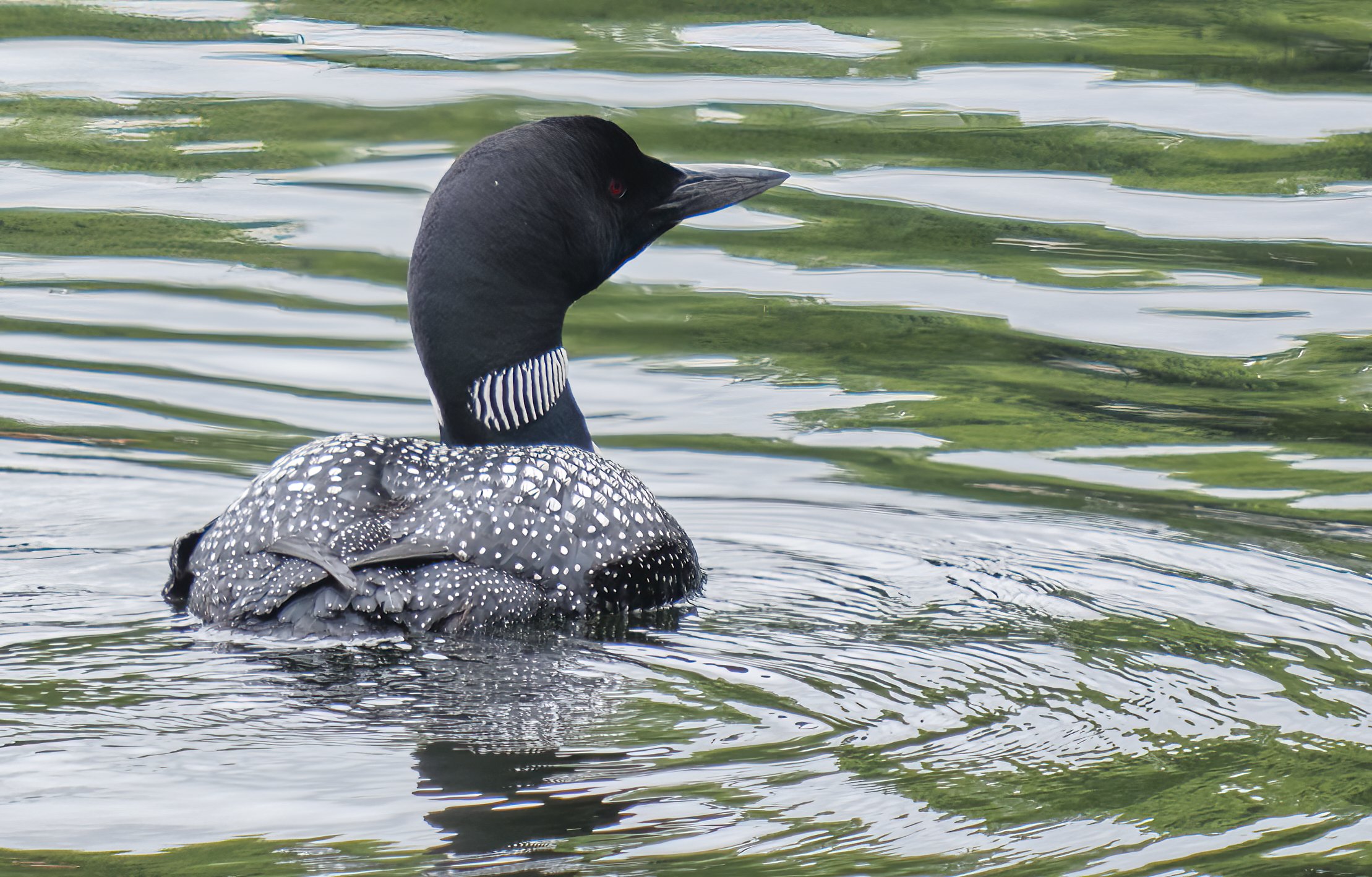 MAINE LOONS17-08-23Fujifilm Fujinon XF55-200mmF3.5-4.8 R LM OIS 17329.jpg