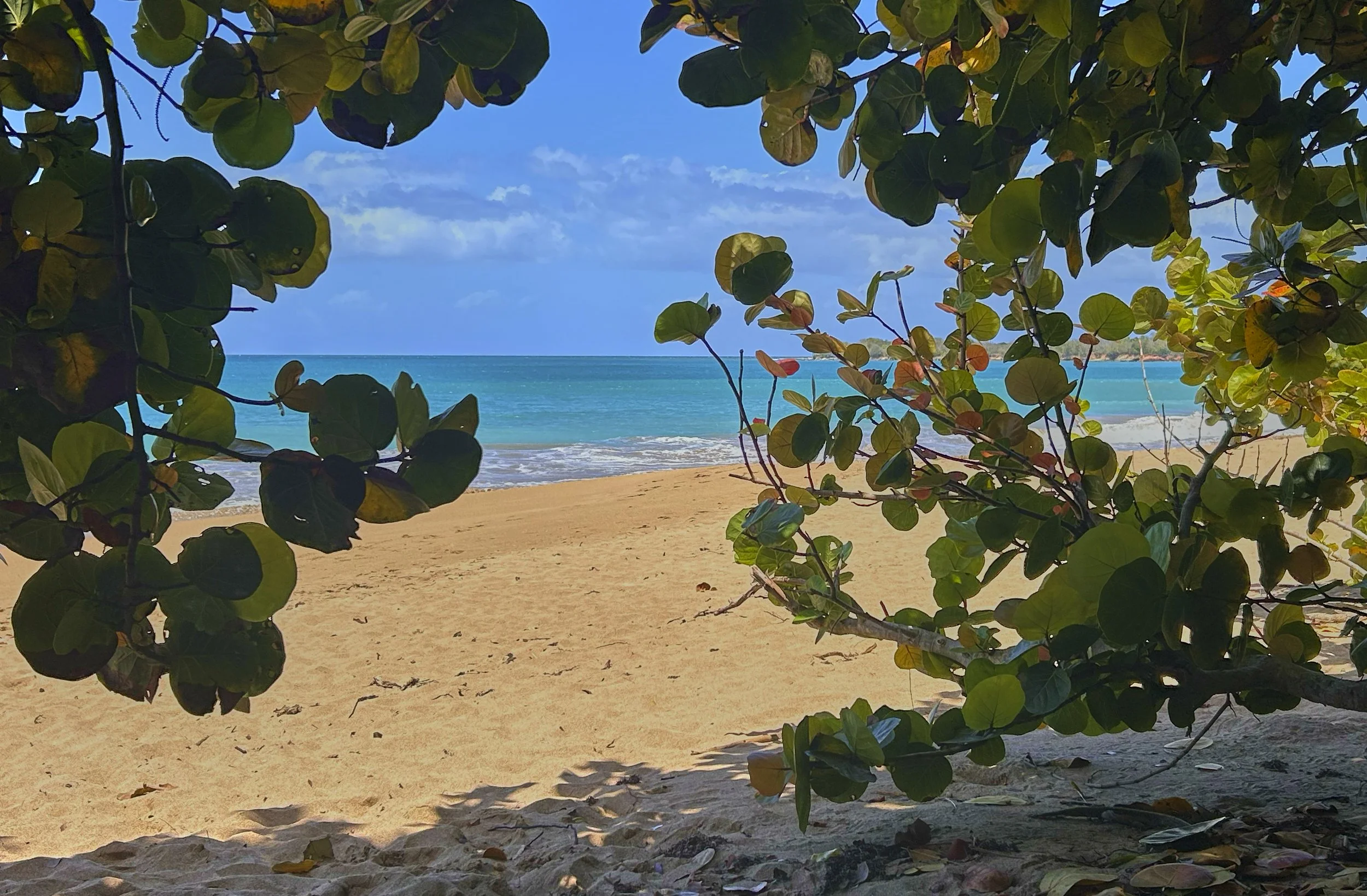 GUADELOUPE  GUADELOUPE  HEIC IMG_9526.jpg