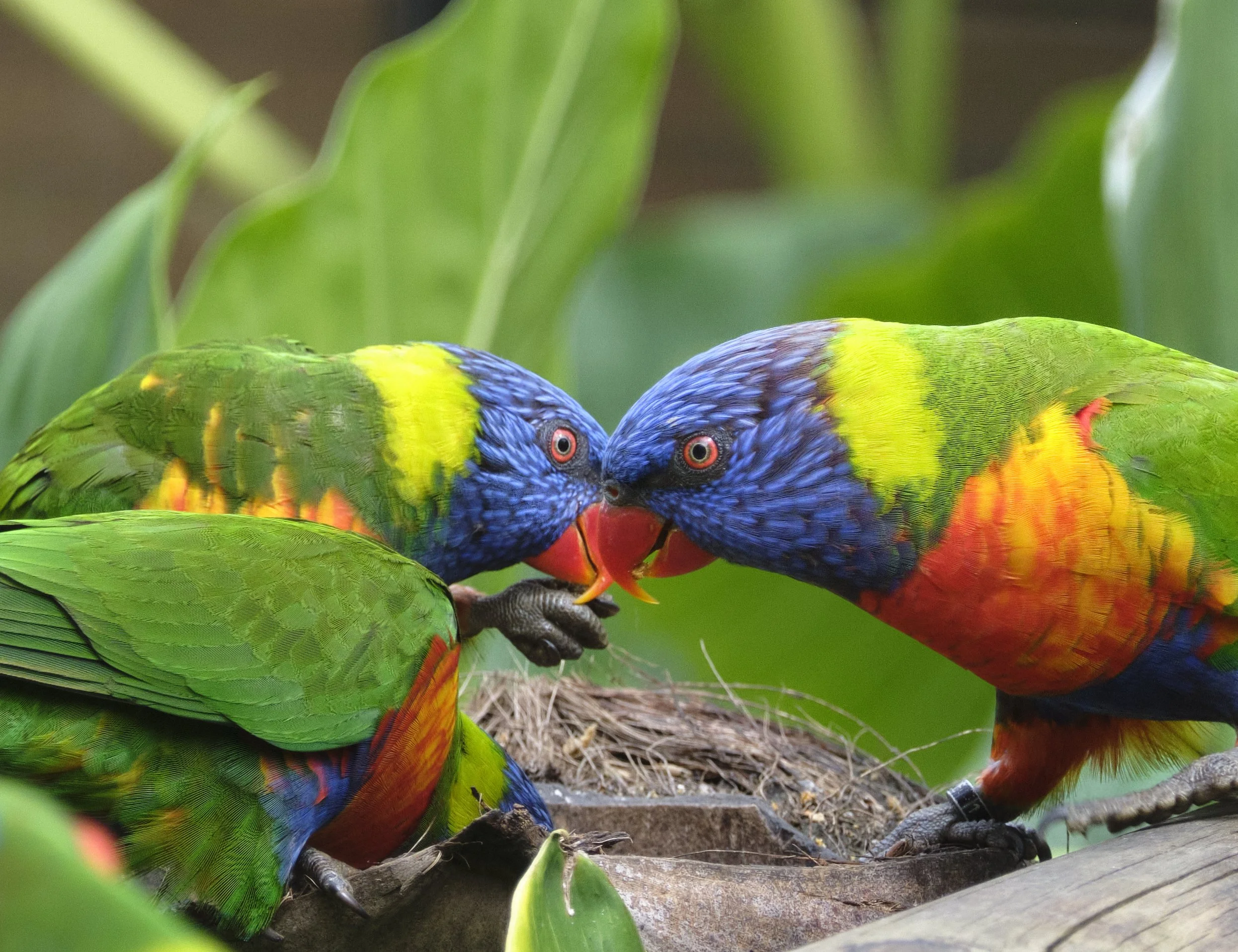 GUADELOUPE  GUADELOUPE  DSCF8965.jpg