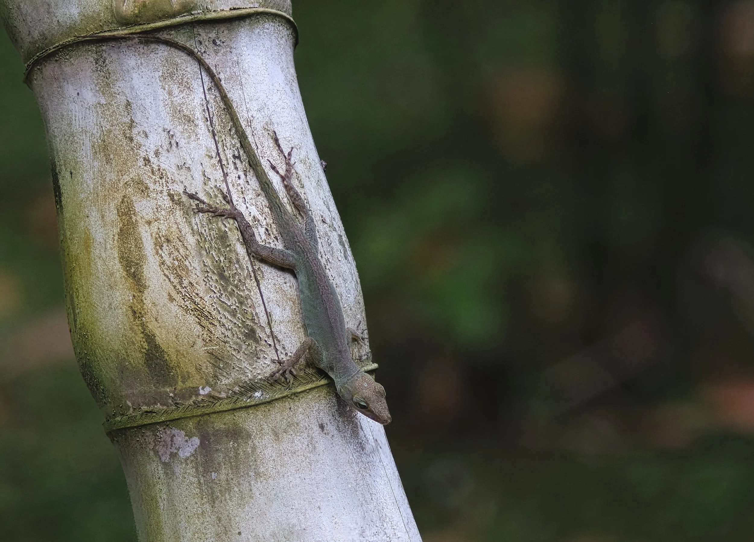 GUADELOUPE  LN GUADELOUPE  _DSF8522.jpg