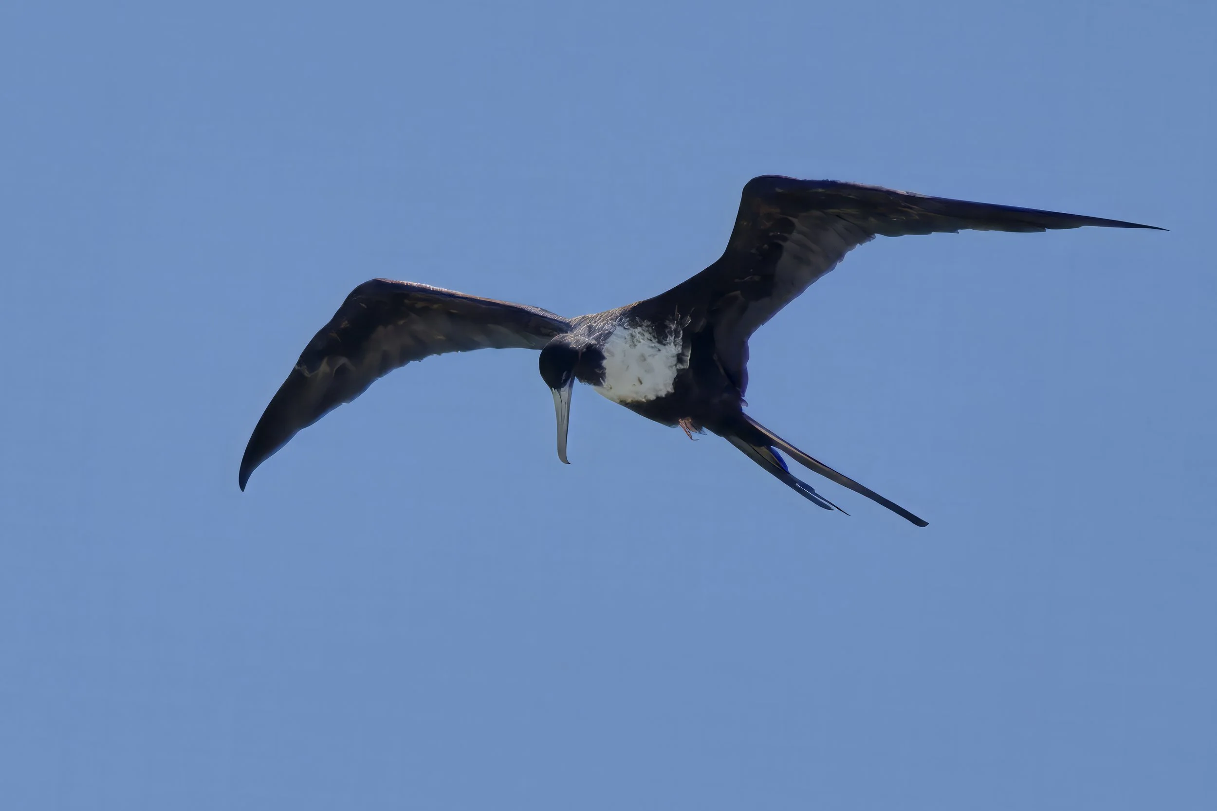 GUADELOUPE  GUAD FRIGATEGUADELOUPE  _DSF9374-topaz  04122025 v2-sharpen-denoise-upscale-2x-crop.jpg