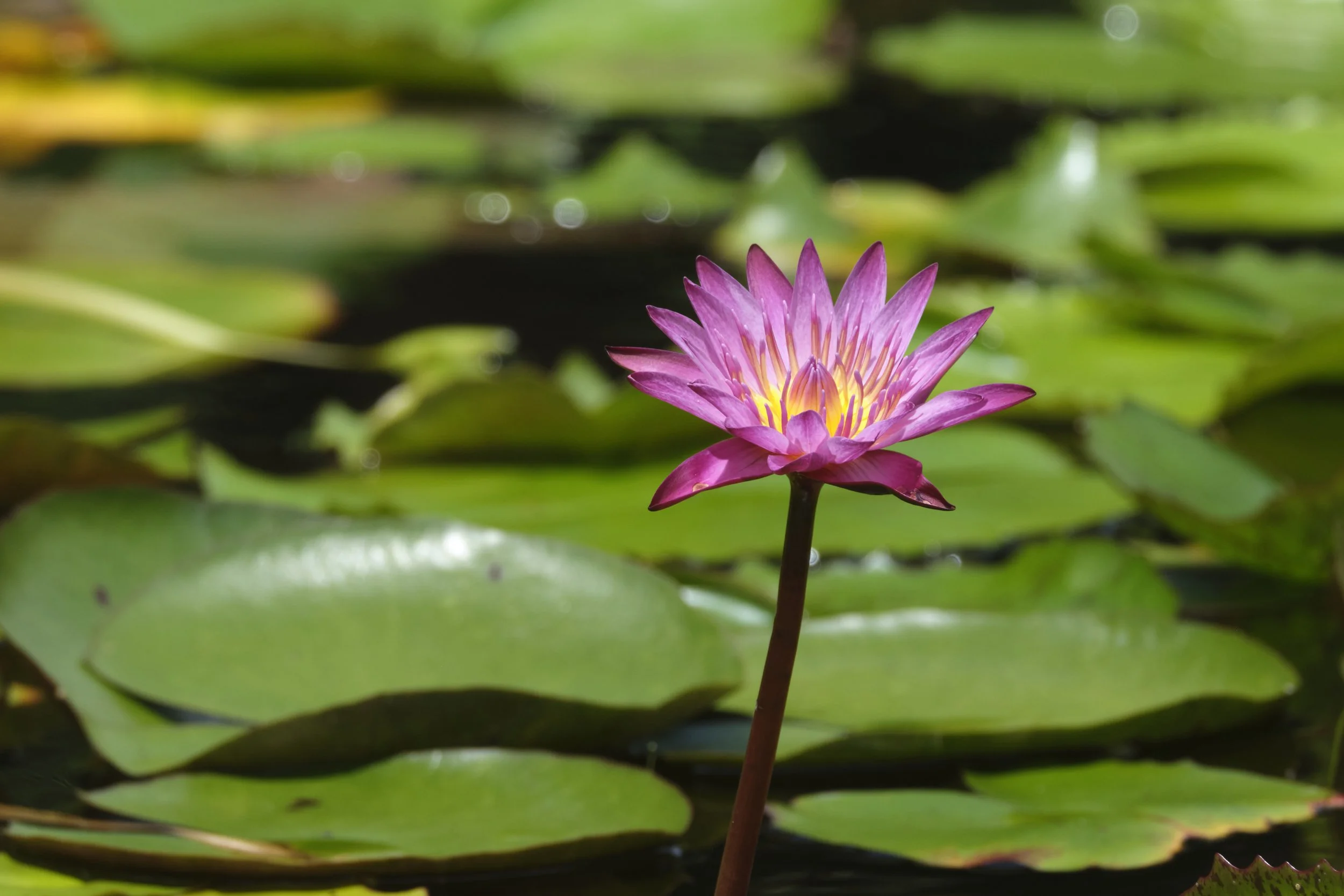 GUADELOUPE  GUADELOUPE  _DSF8654.jpg