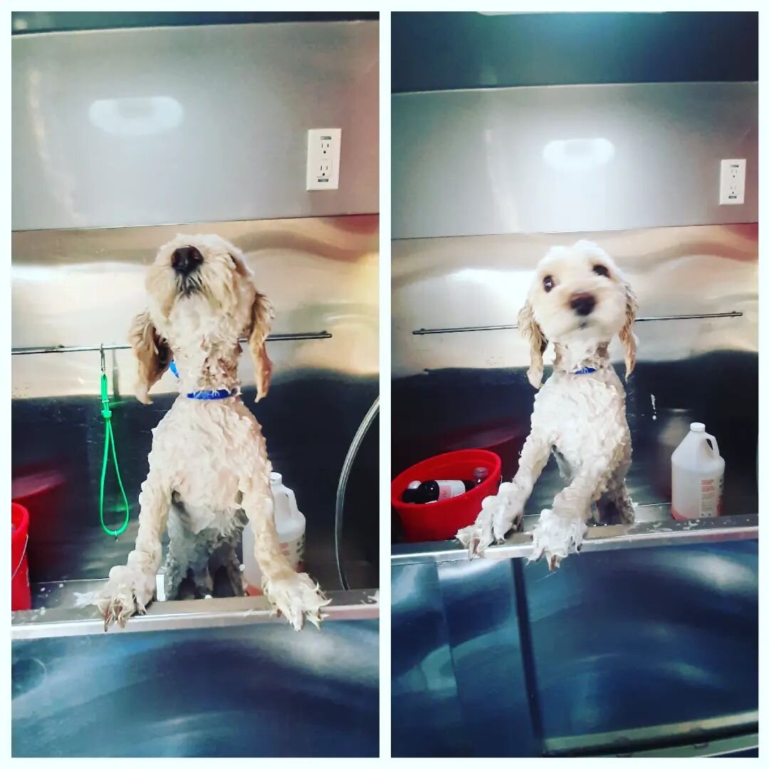 Bathtime 💦 for Milo
