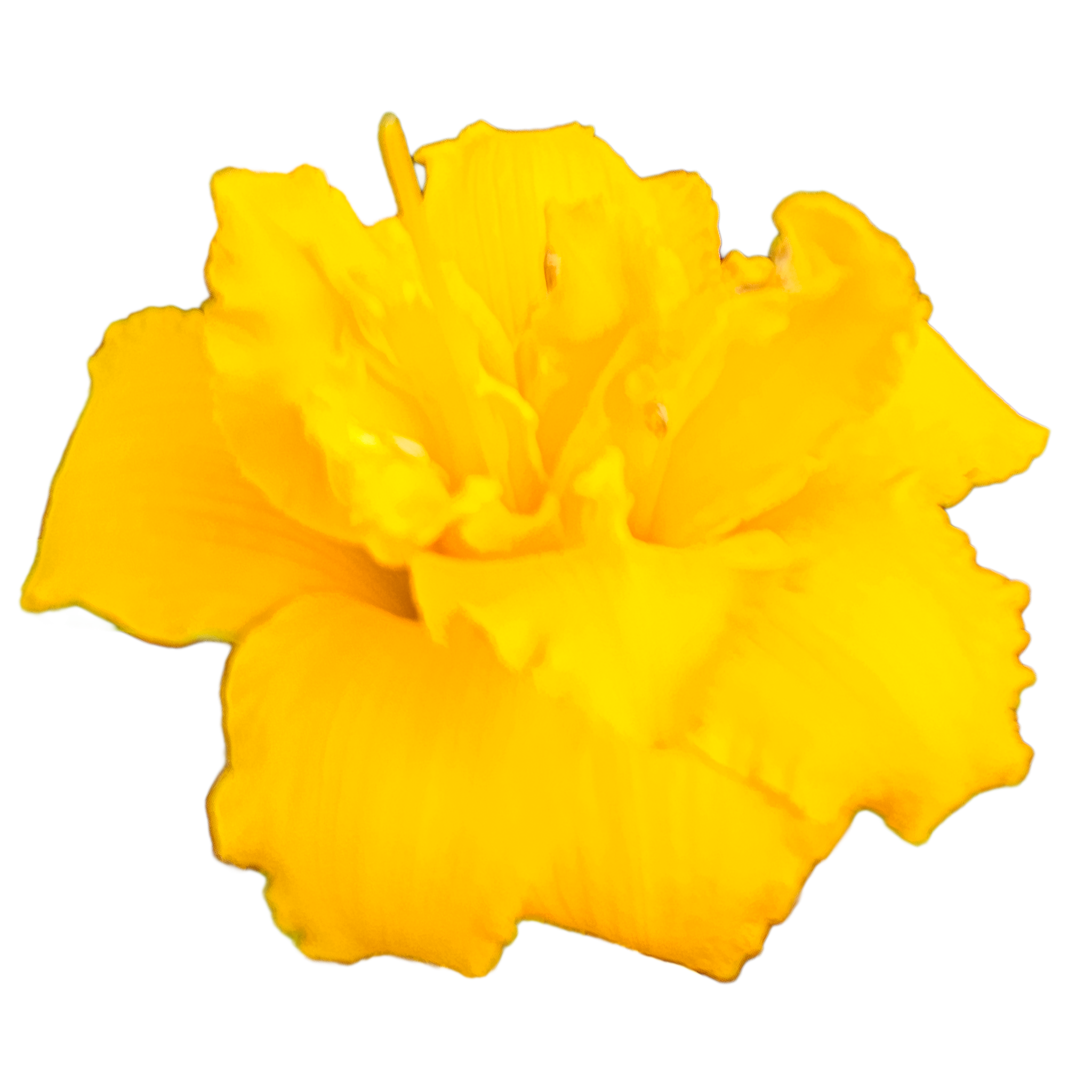 Condilla2.png