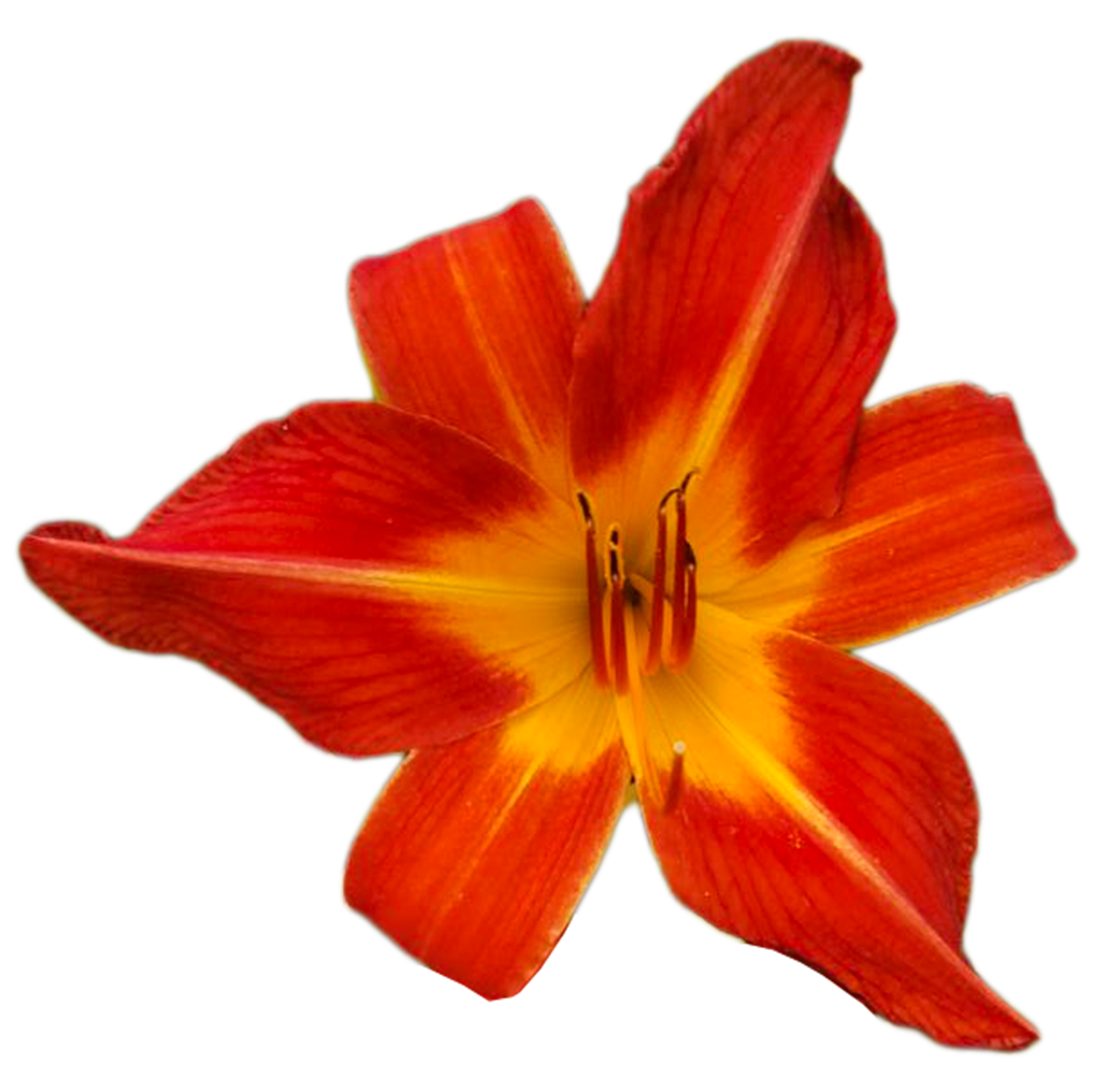 August Flame