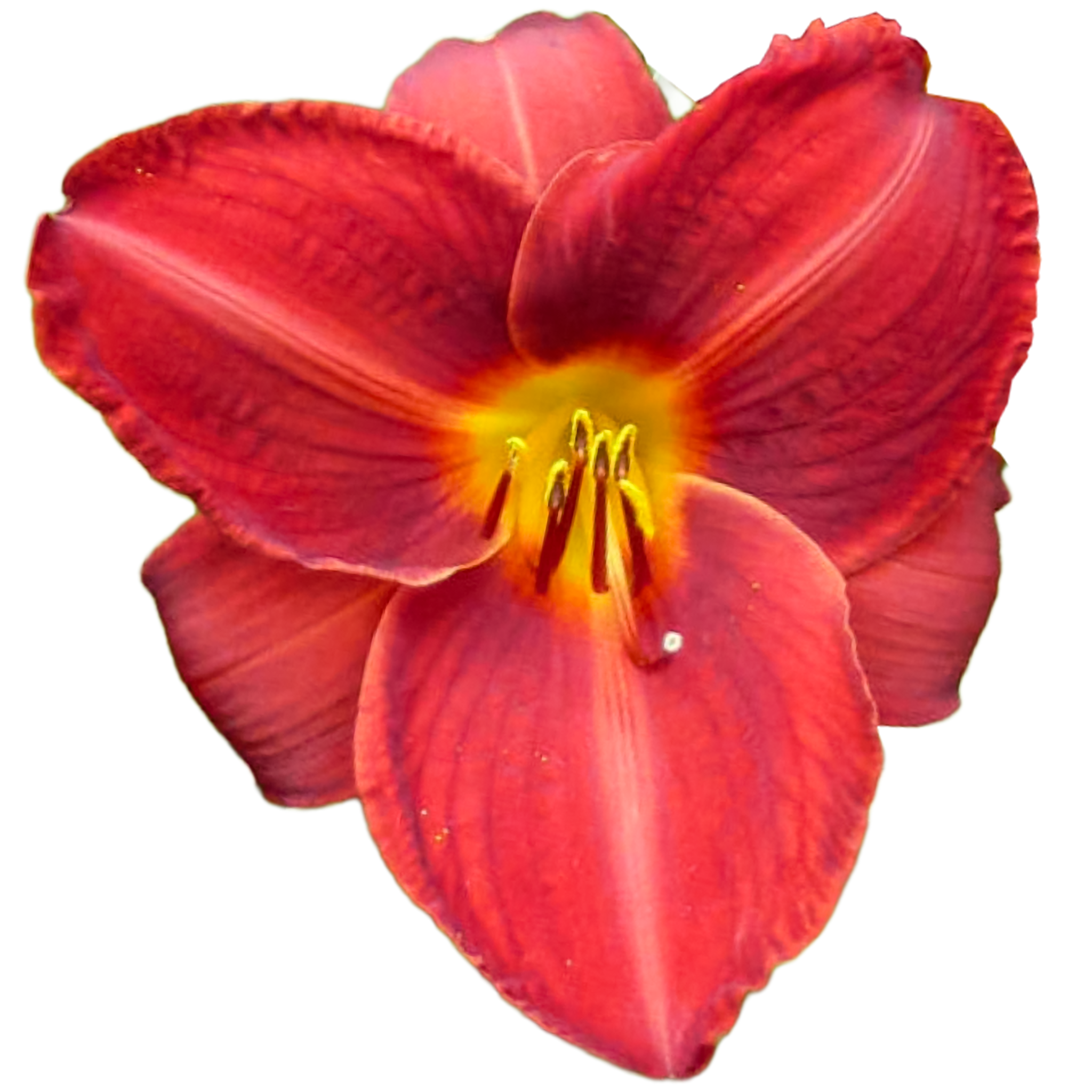 Frankly-scarlet.png