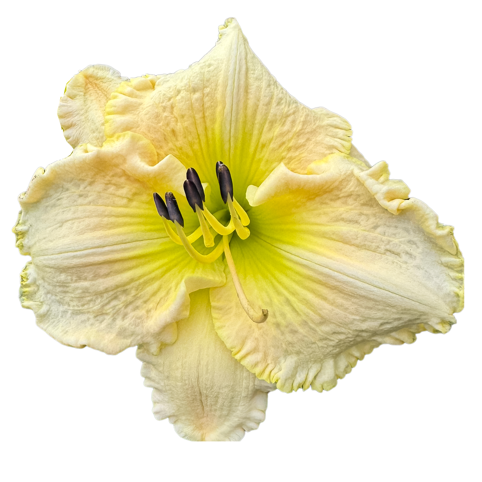 White-unto-harvest.png