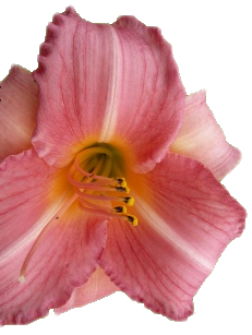 Cedar Waxwing — Hillside Lilies
