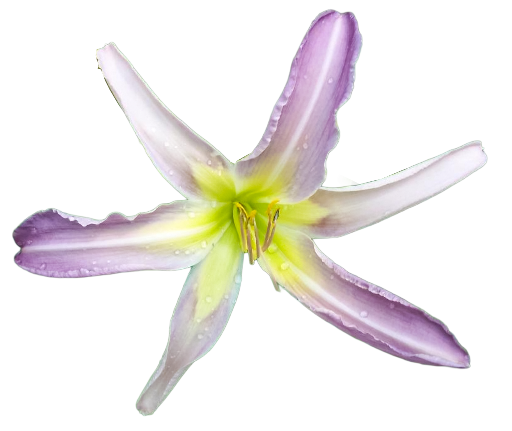 Watchyl-lavender-blue.png
