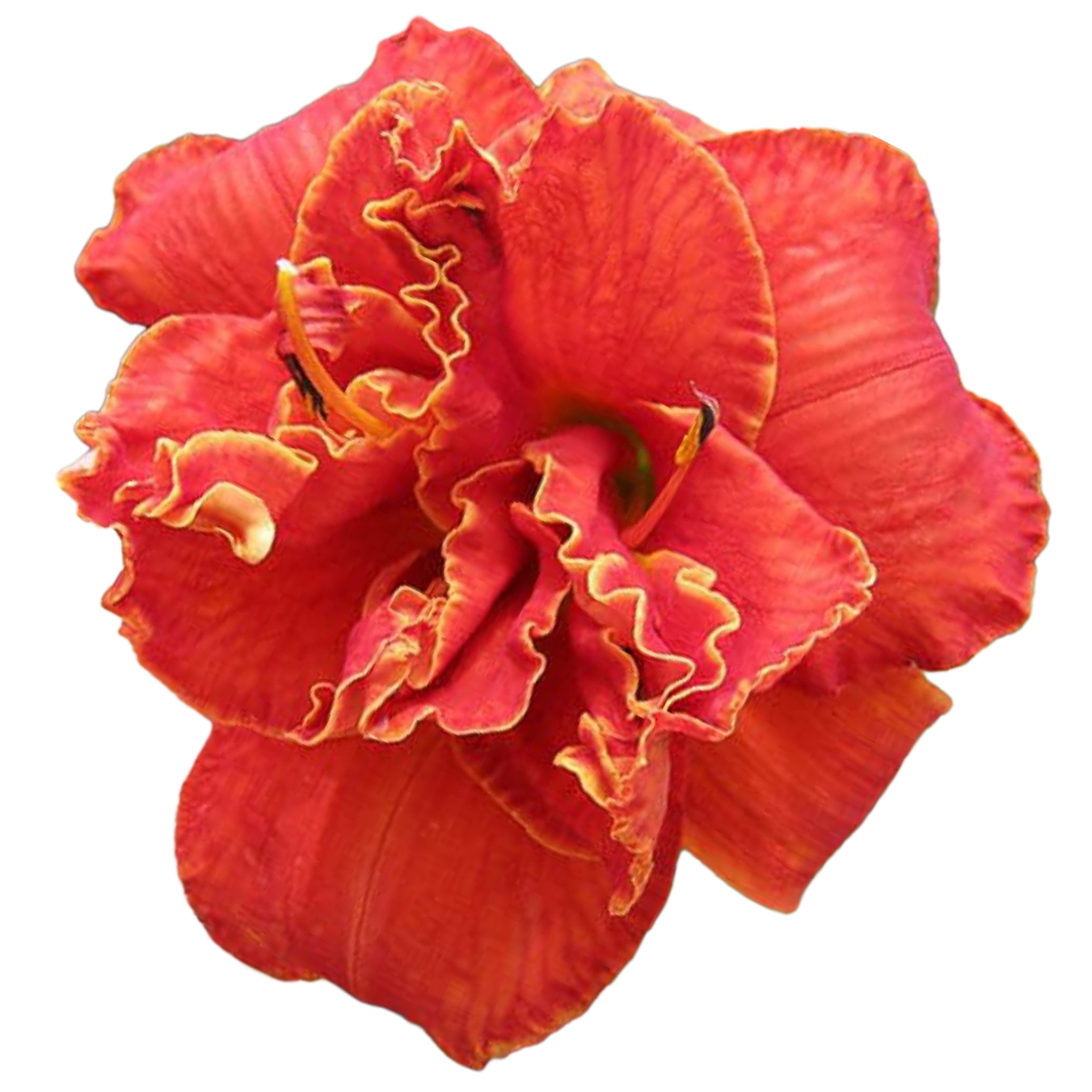 Shop — Hillside Lilies