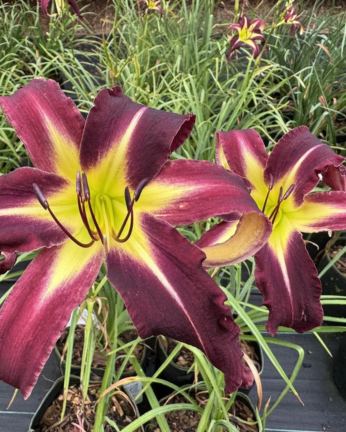 Planet Max daylily, burgundy spider-form blooms
