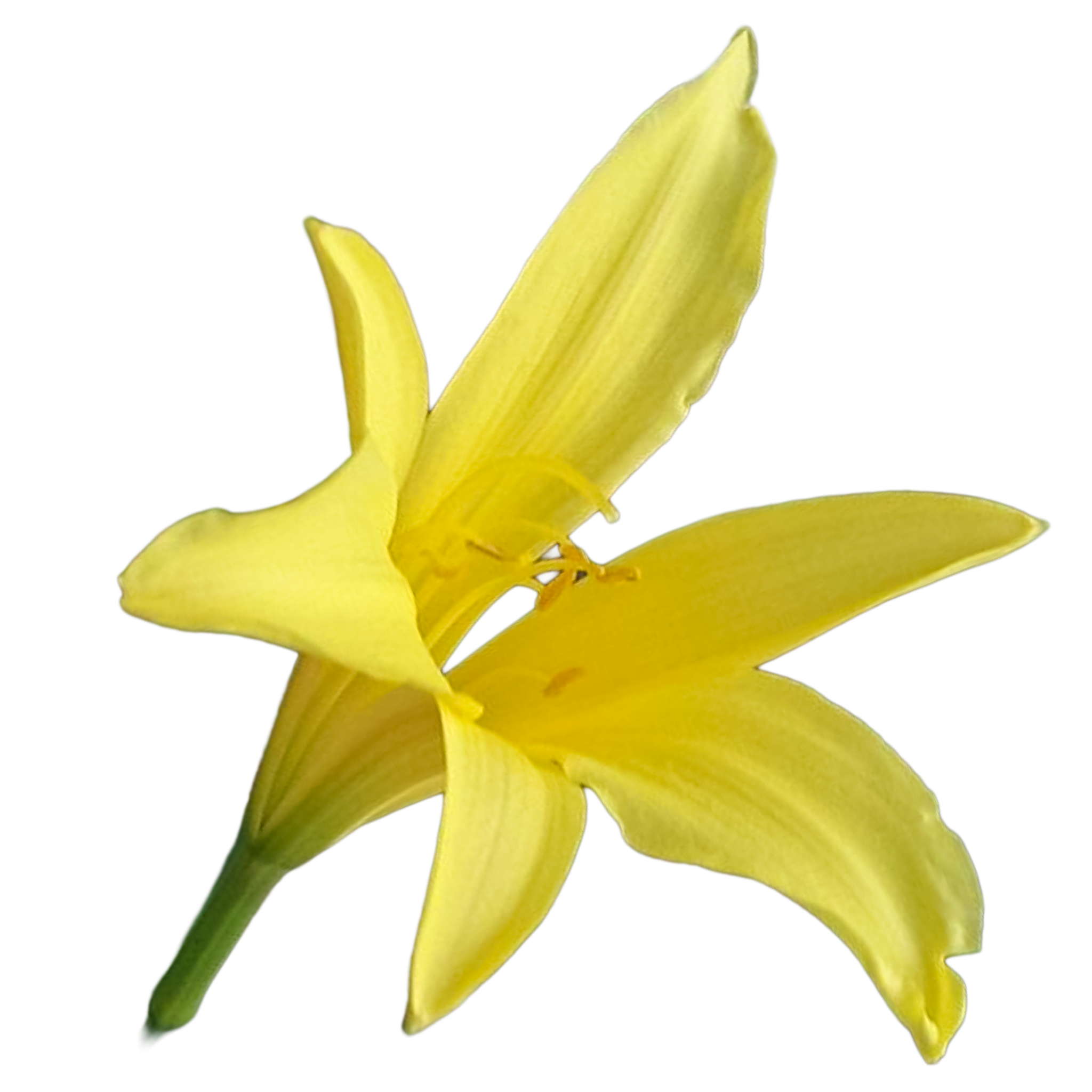 H. Citrina