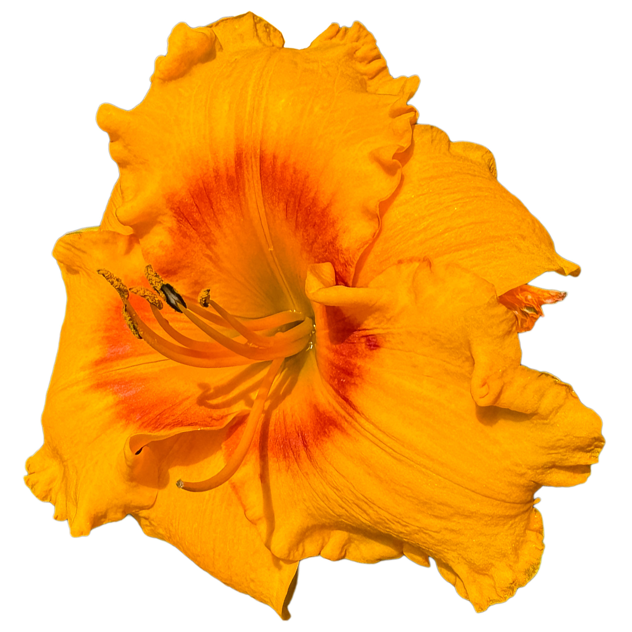 Pumpkin-moonshine.png