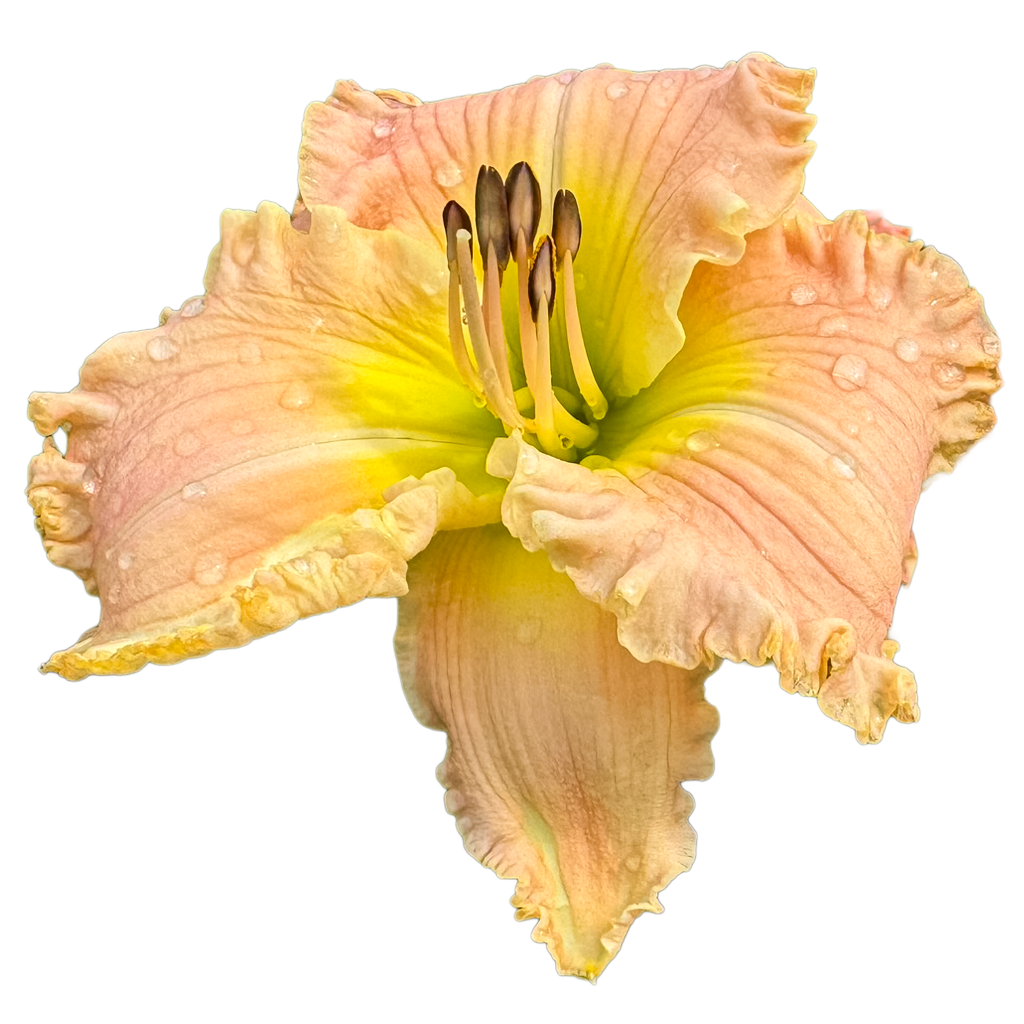 Wings of Angels