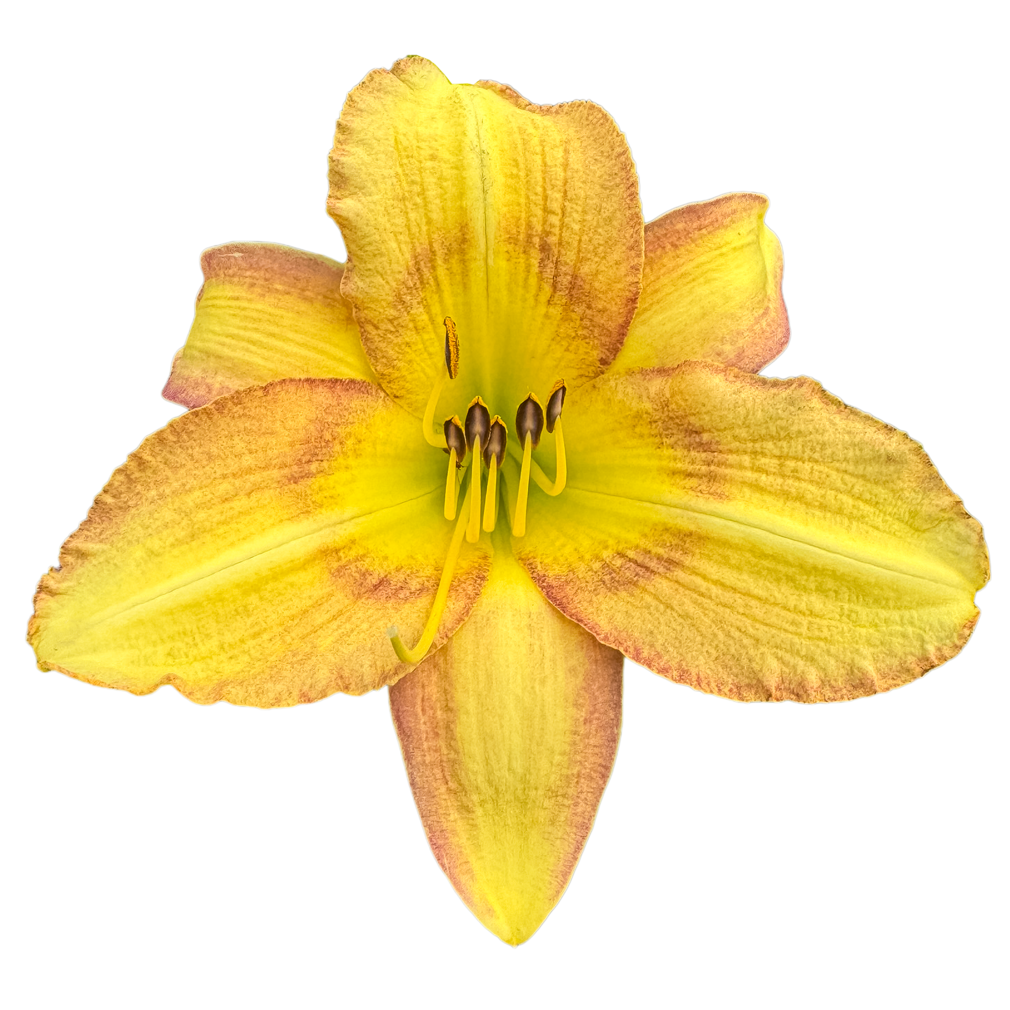 Delicate Design